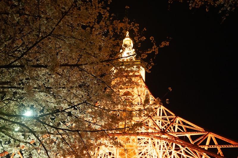 cherry blossoms, Somei Yoshino, Tokyo, blooming flowers, spring season