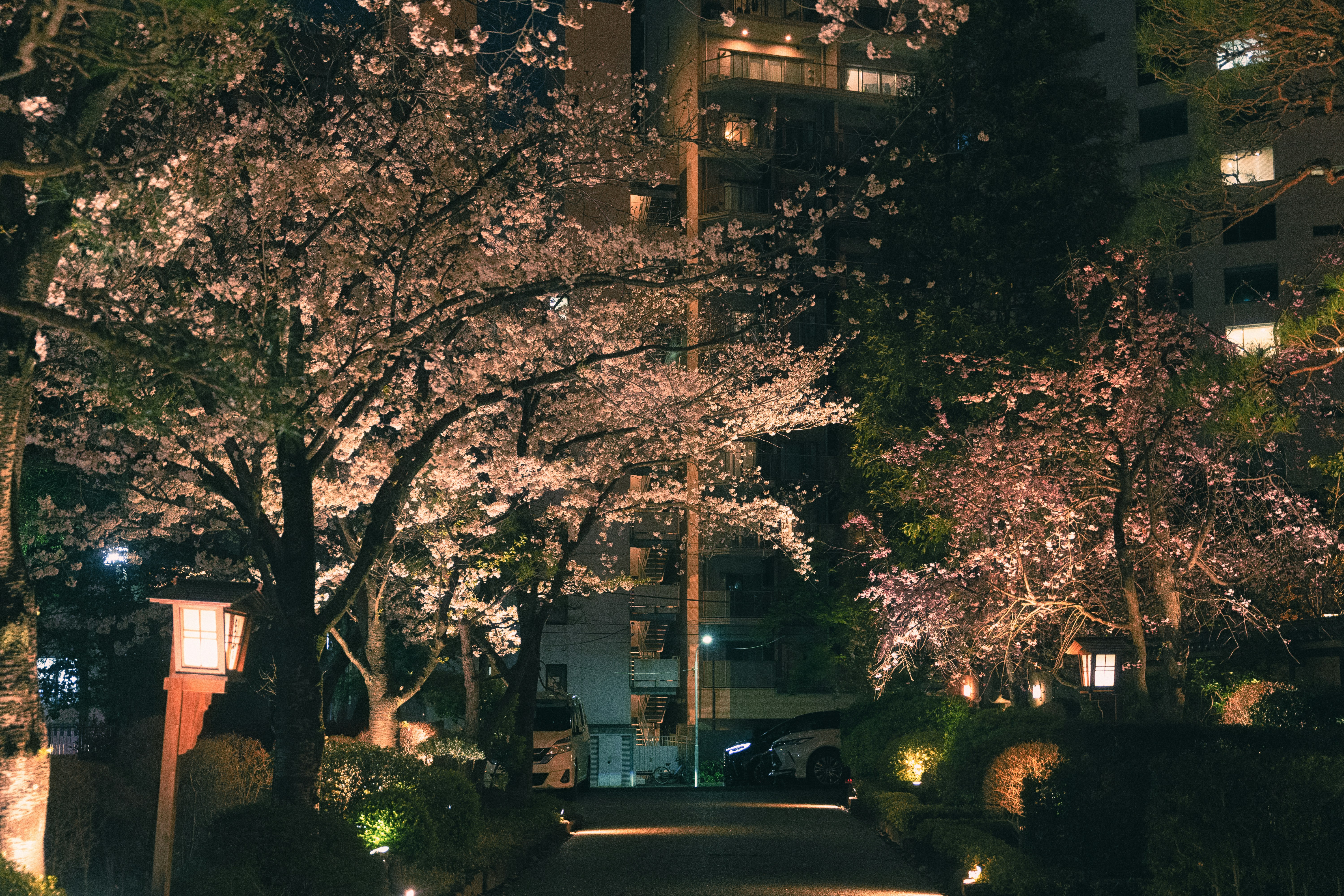 Cherry blossoms illuminated at night.