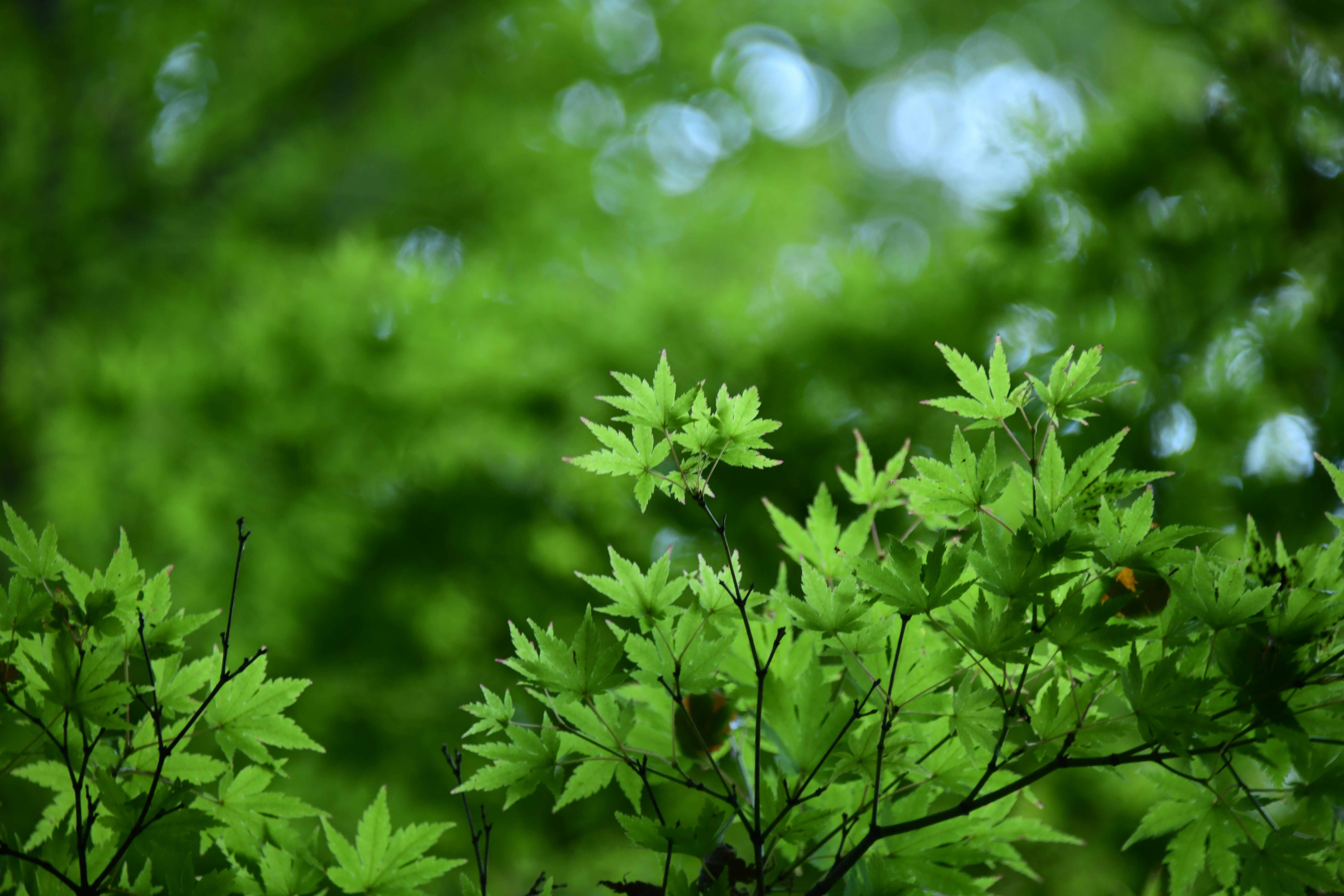 Green leaves in a natural and bright environment.