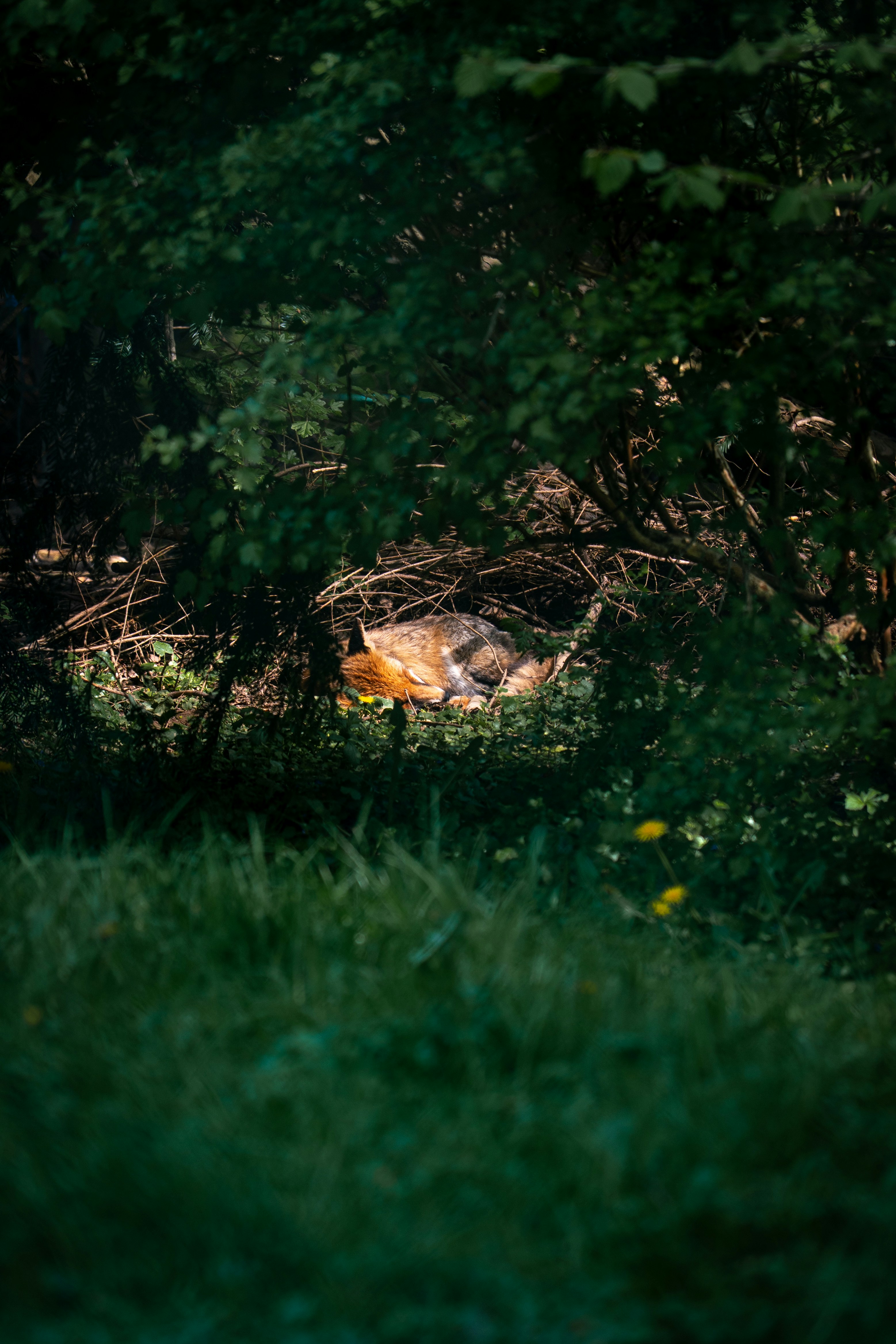 Photo by robertschwarz