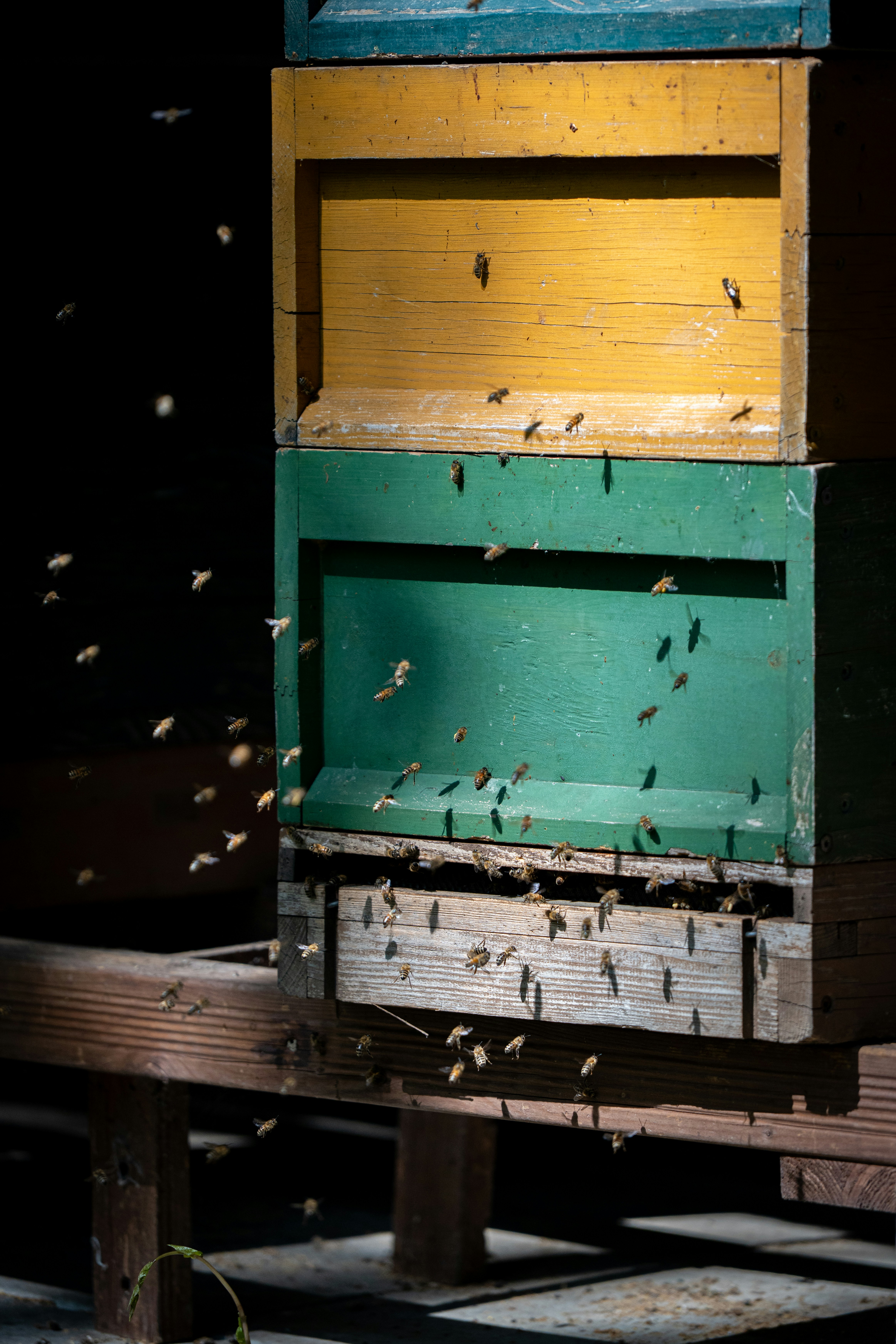 Bees swarm around a colorful wooden beehive. photo – Free Animal Image ...