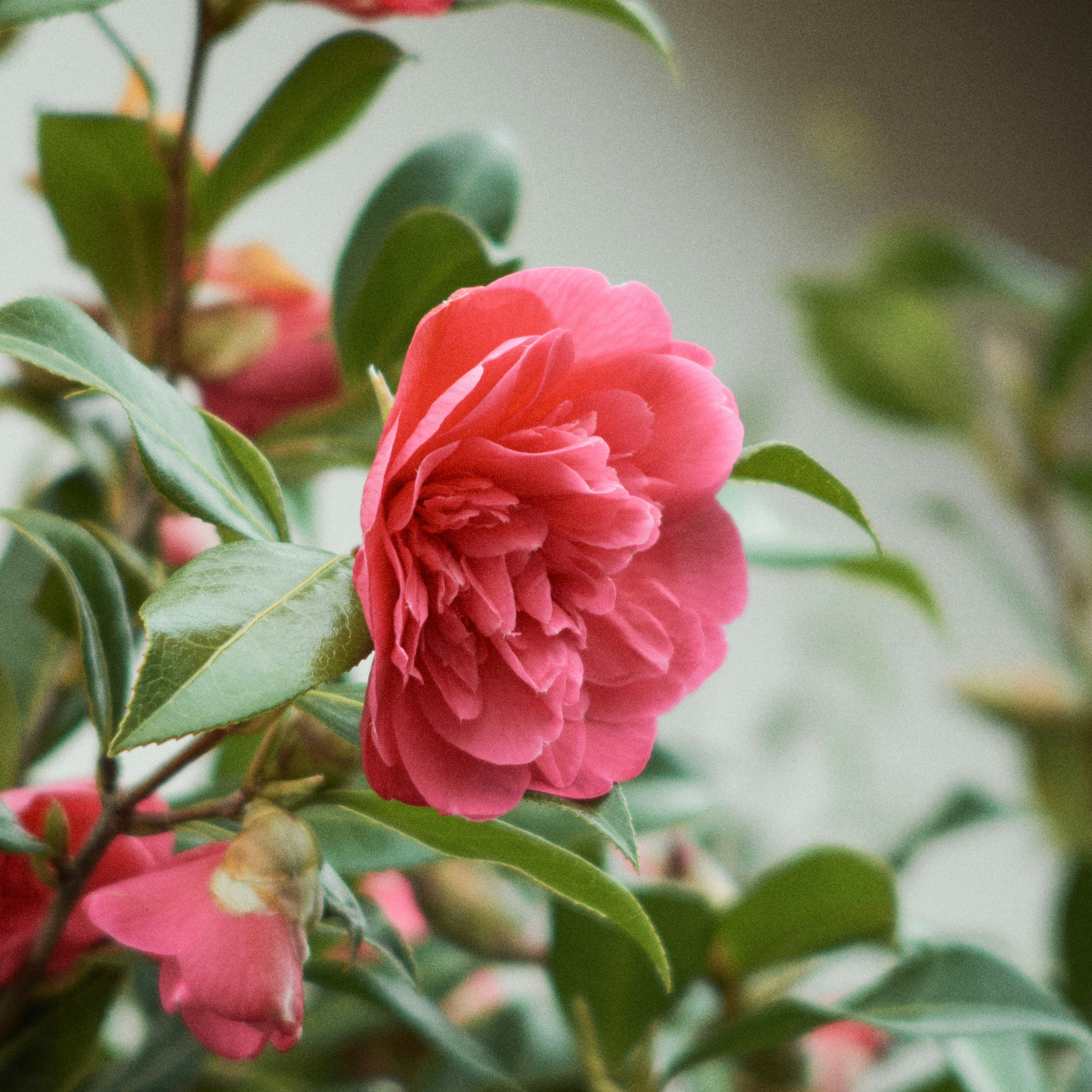 Photo by frostroomhead