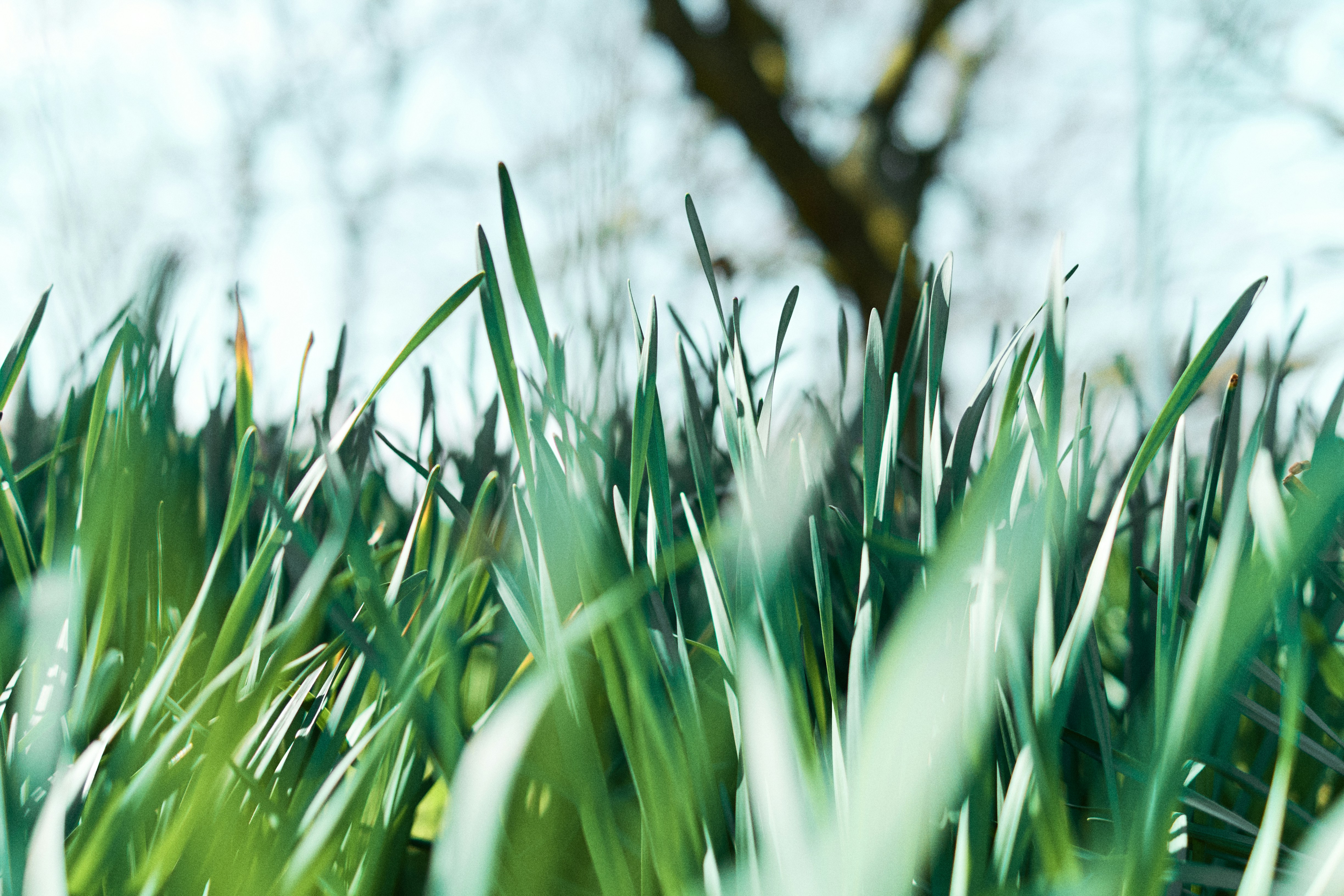 Photo by frostroomhead