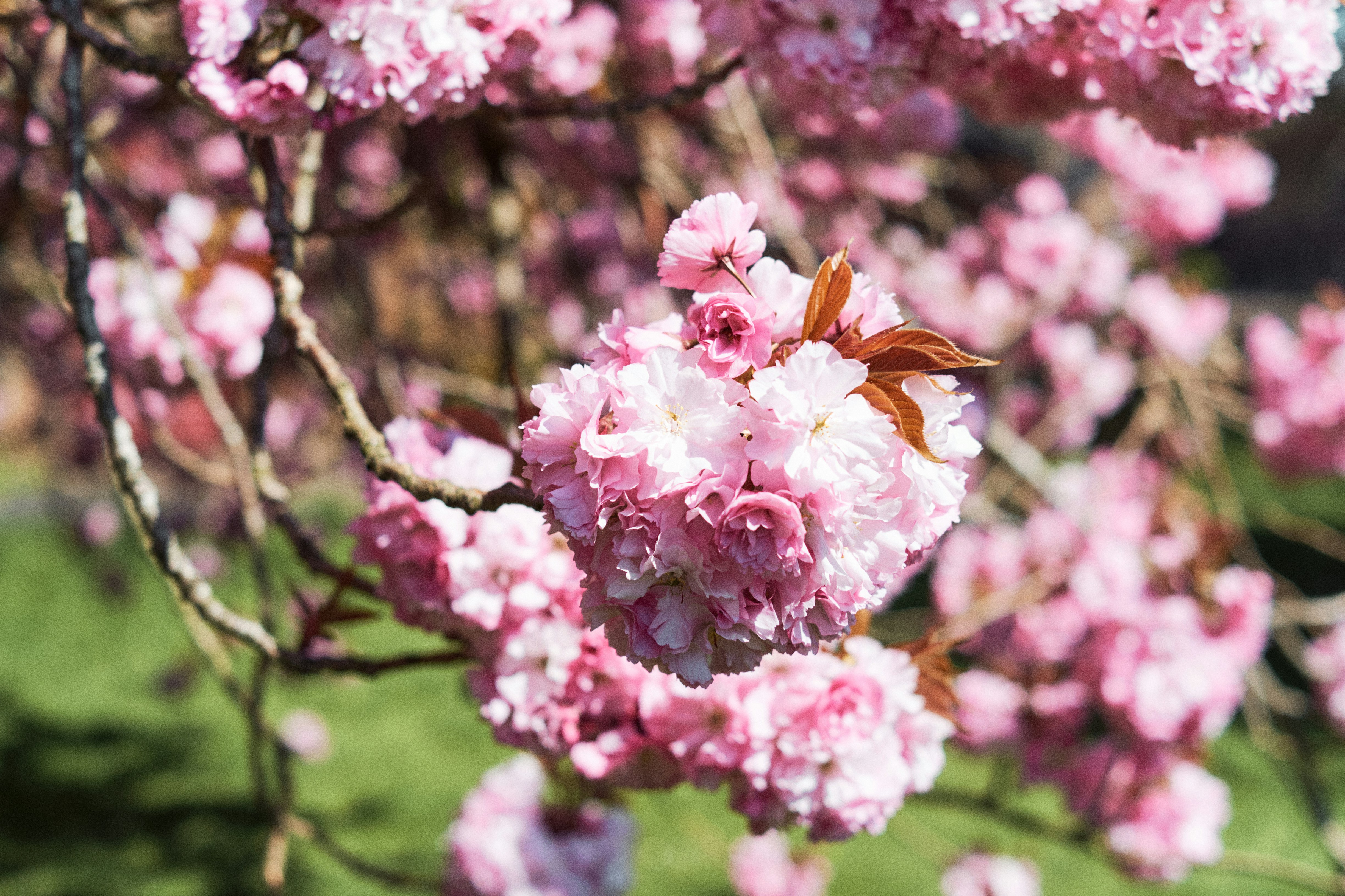 Photo by frostroomhead