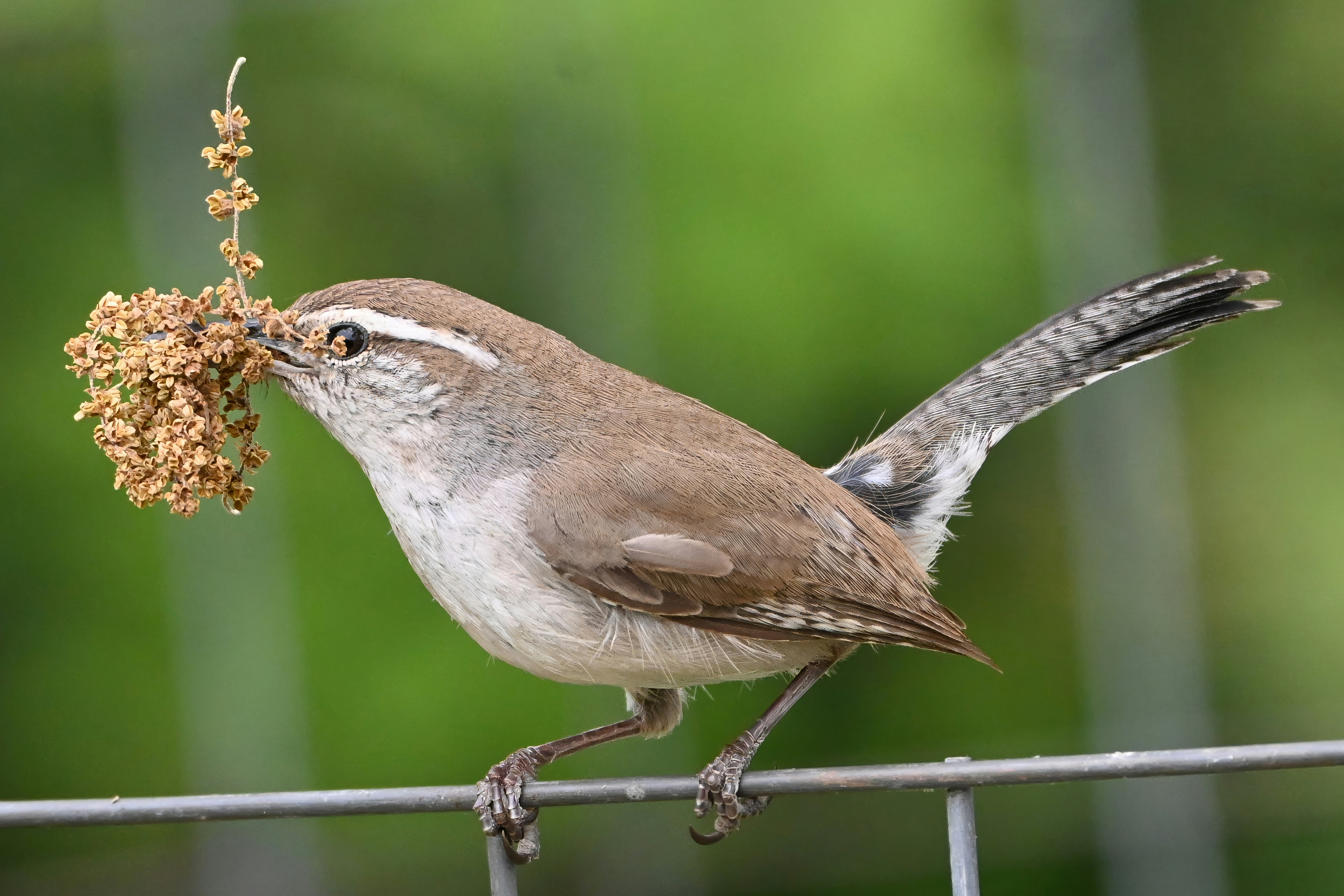 A wren carries nesting material in its beak.