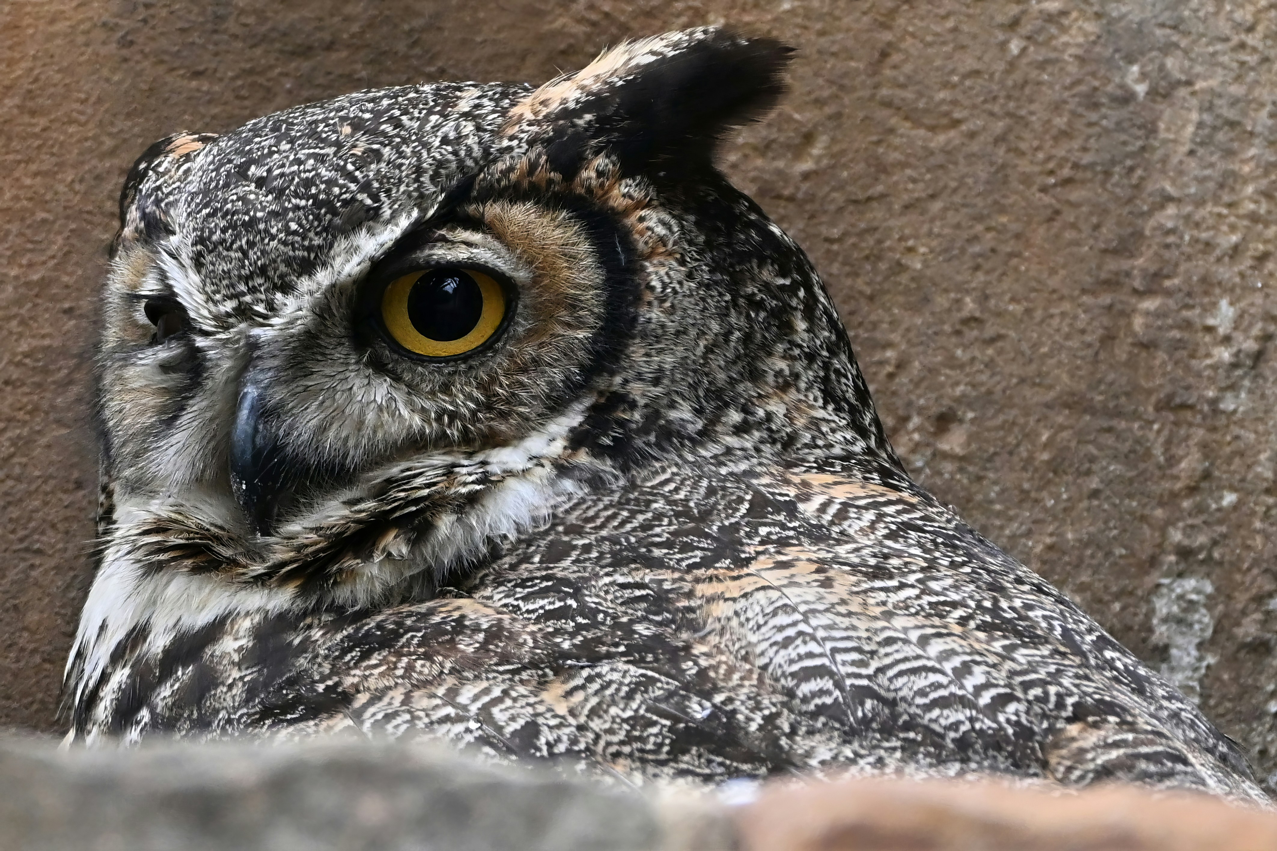 A great horned owl stares intensely at the viewer.