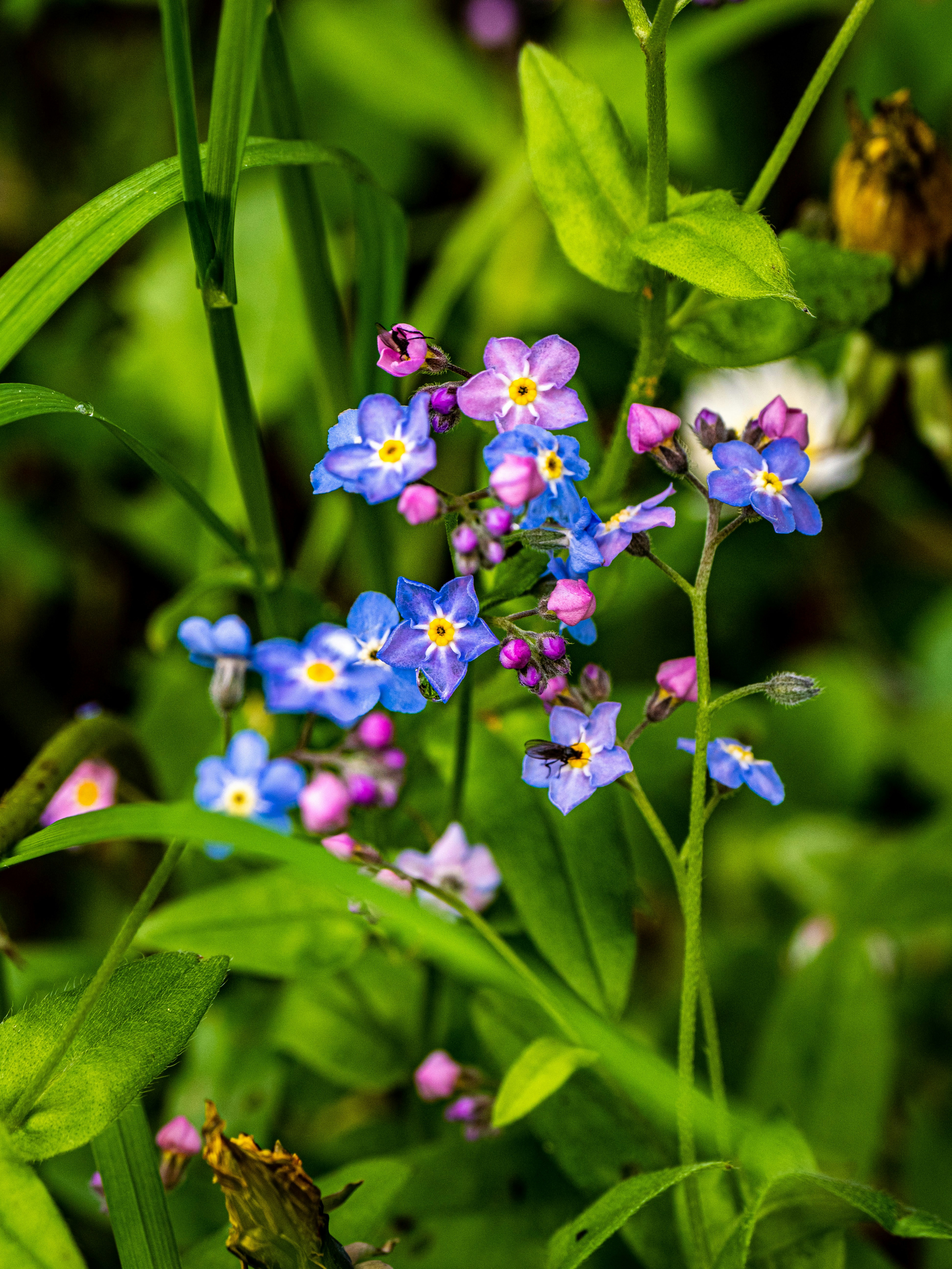 Photo by gopitri_prem