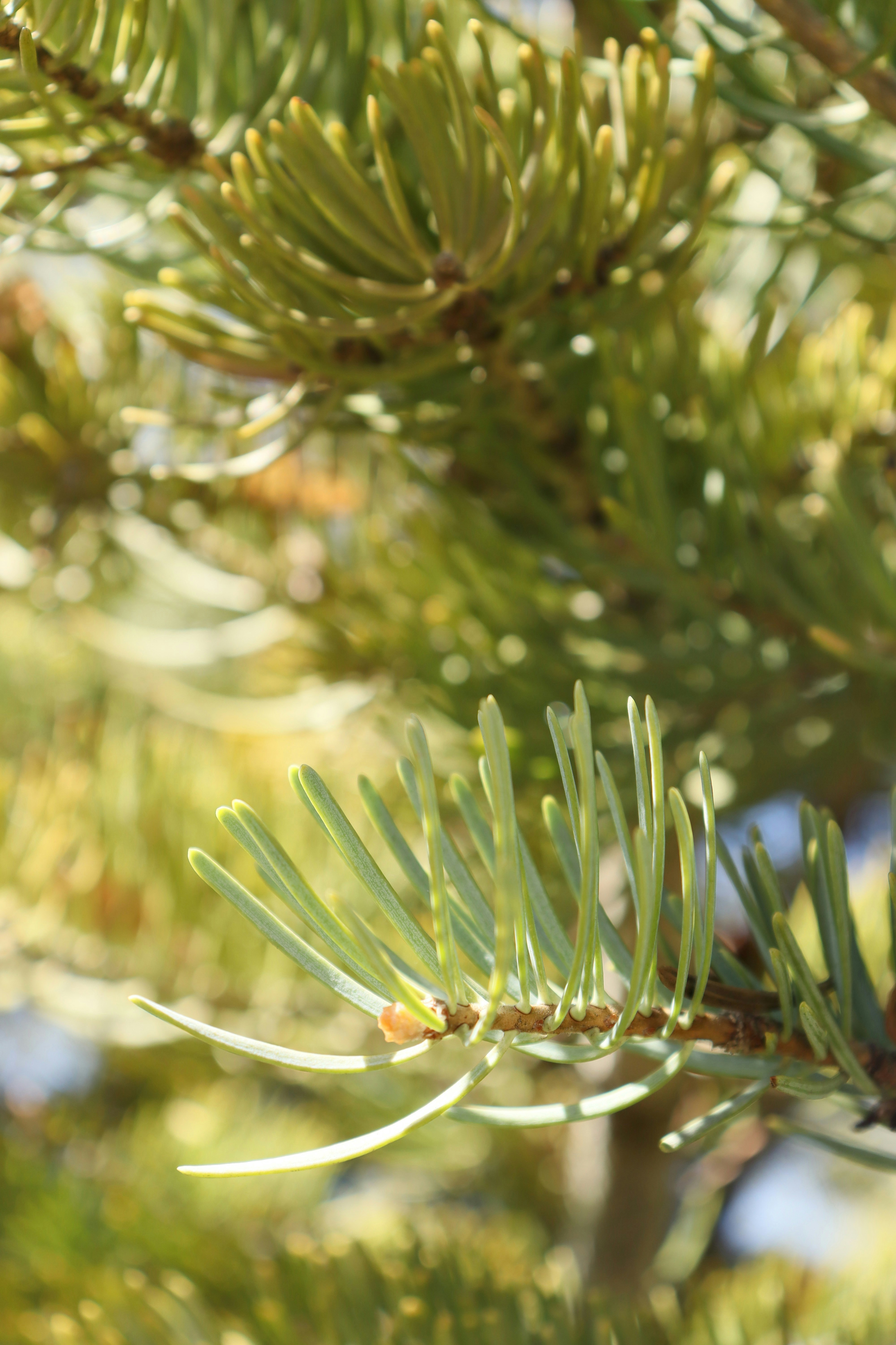 Photo by bored_mongoose