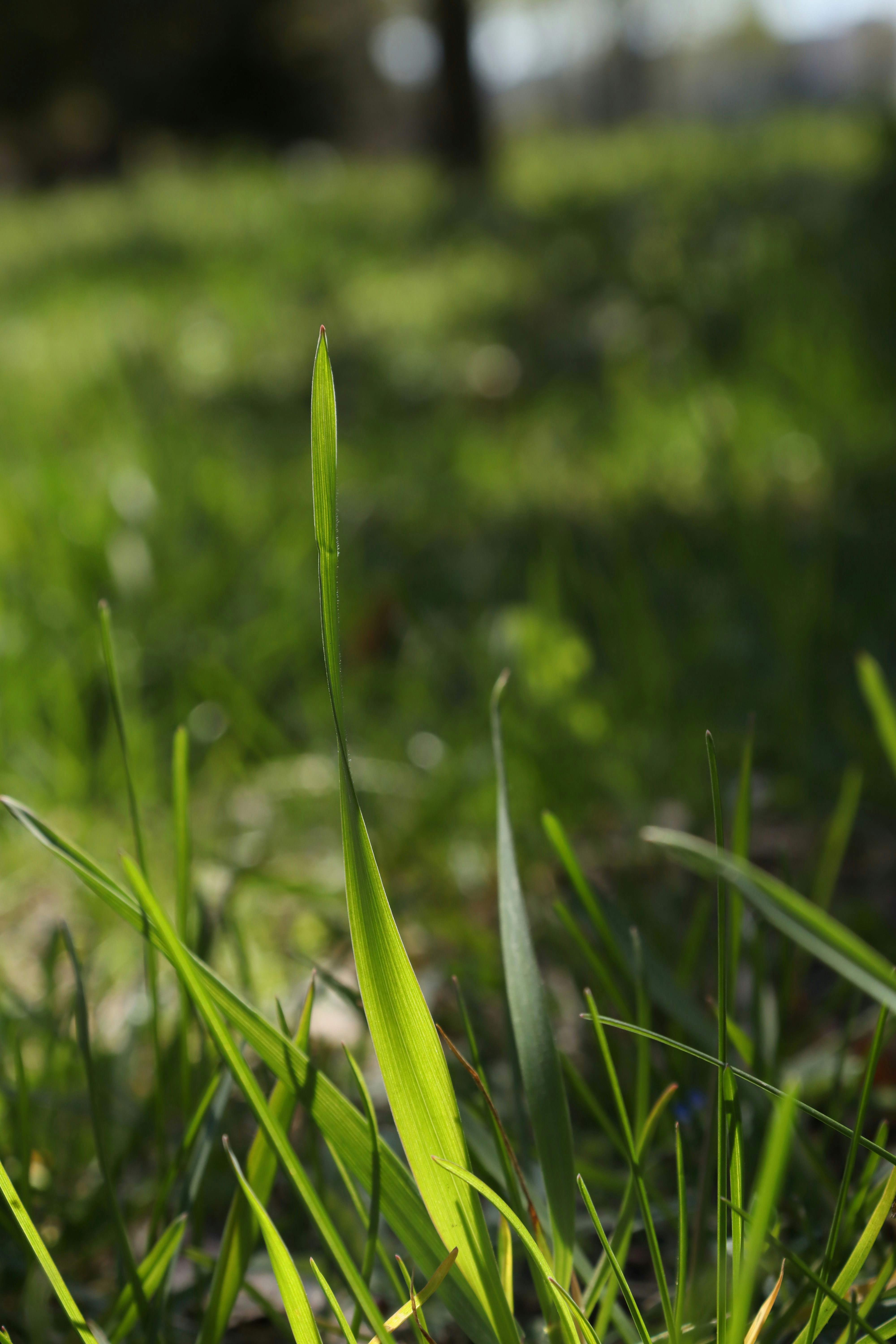 Photo by bored_mongoose