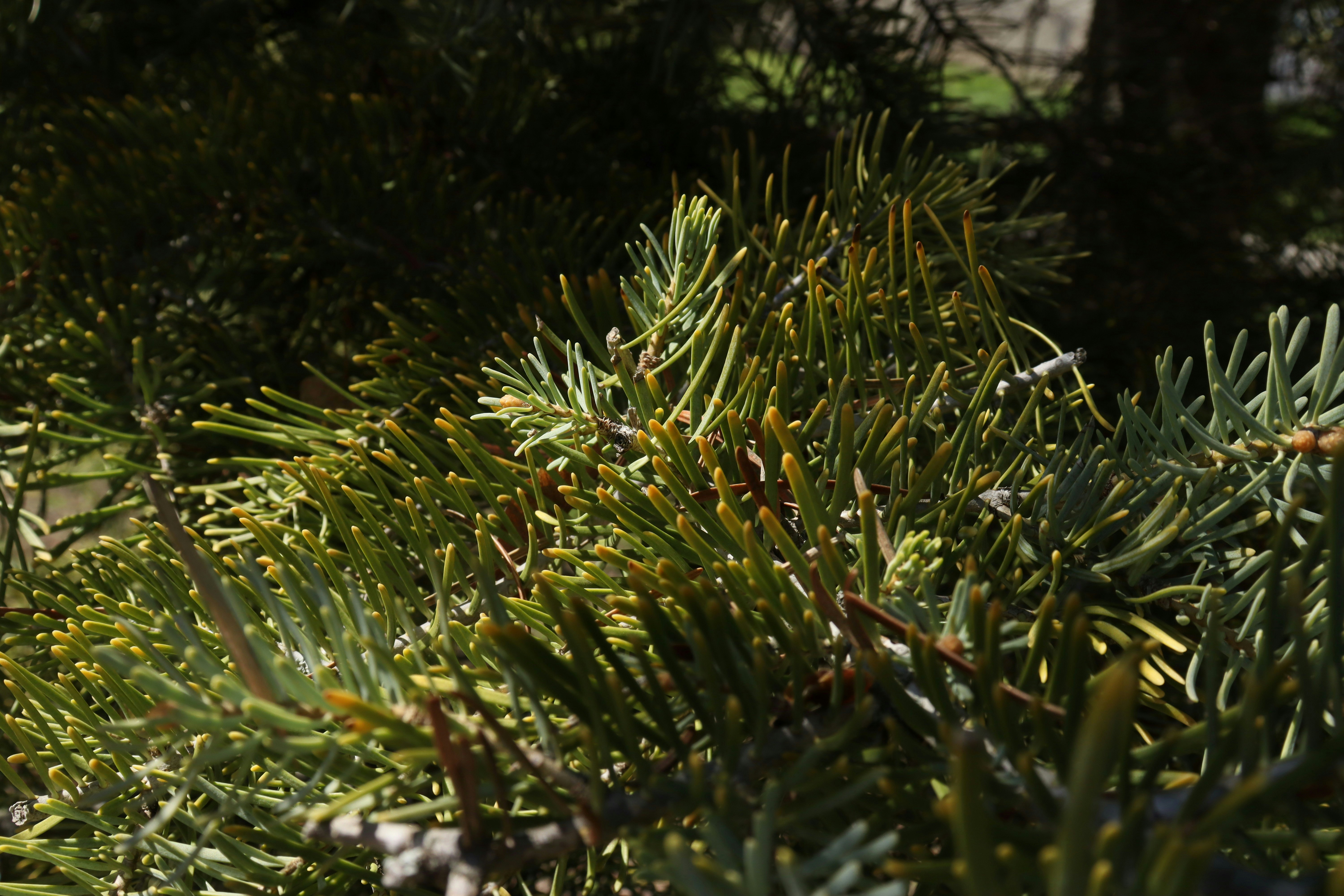 Photo by bored_mongoose