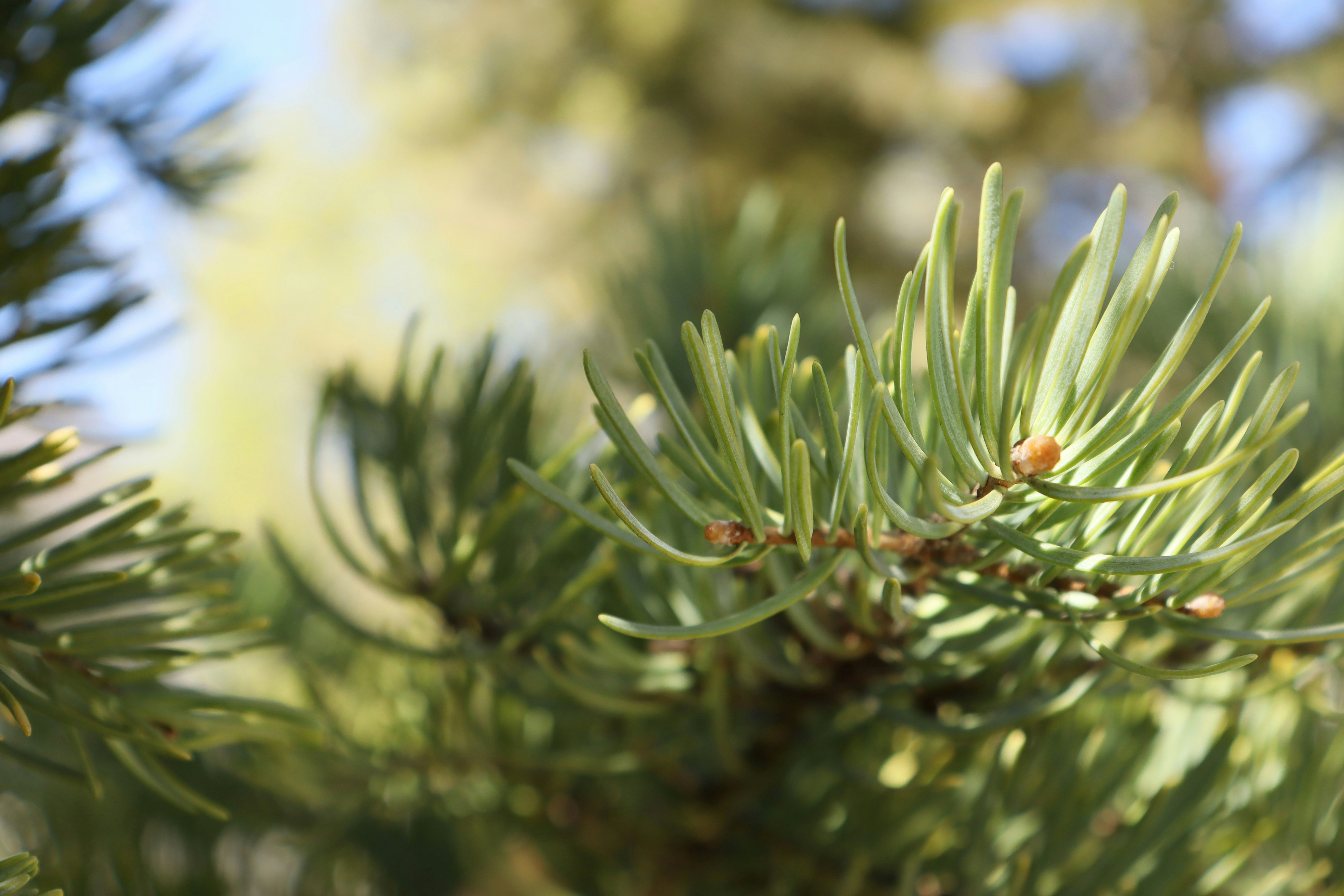 Photo by bored_mongoose