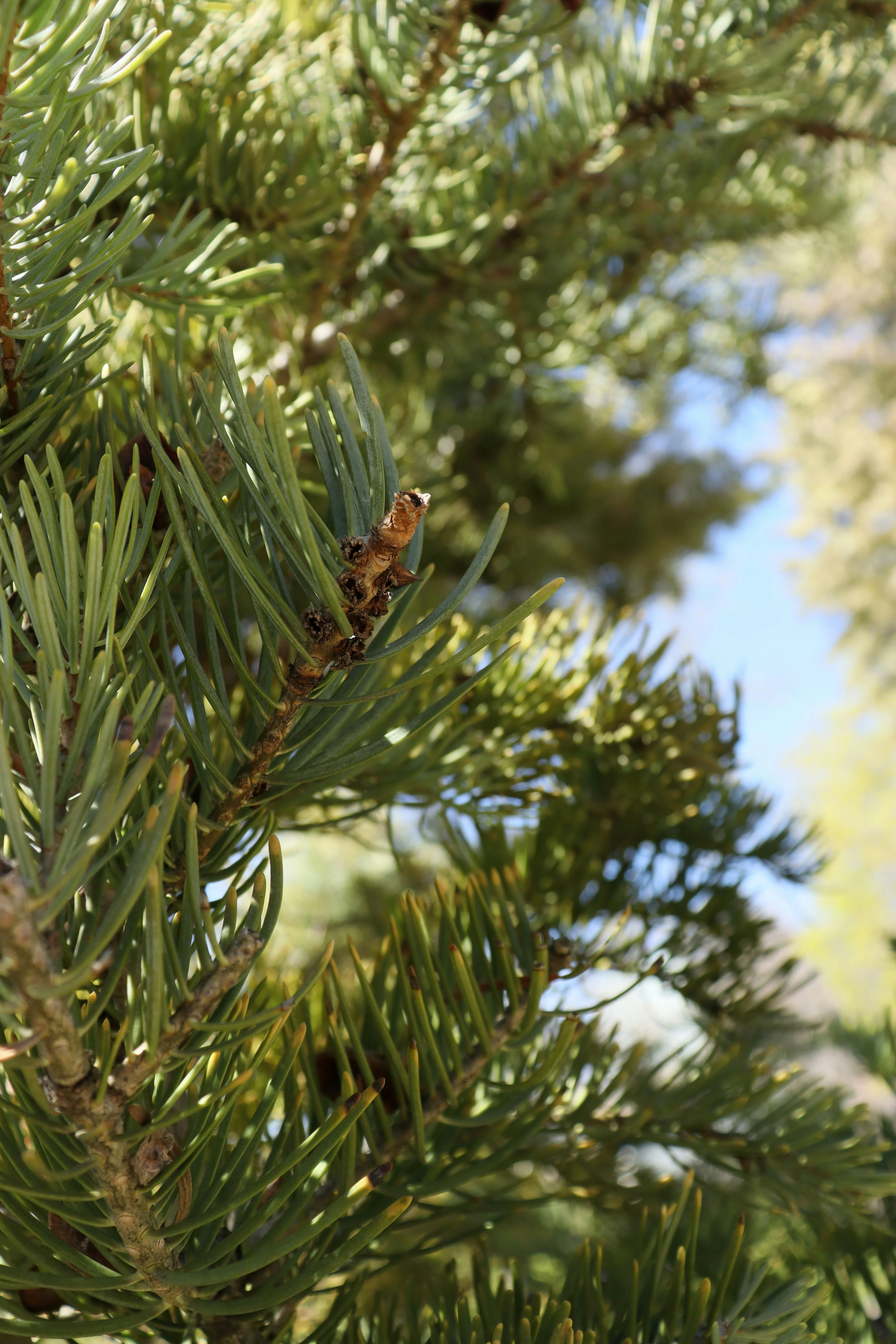 Photo by bored_mongoose