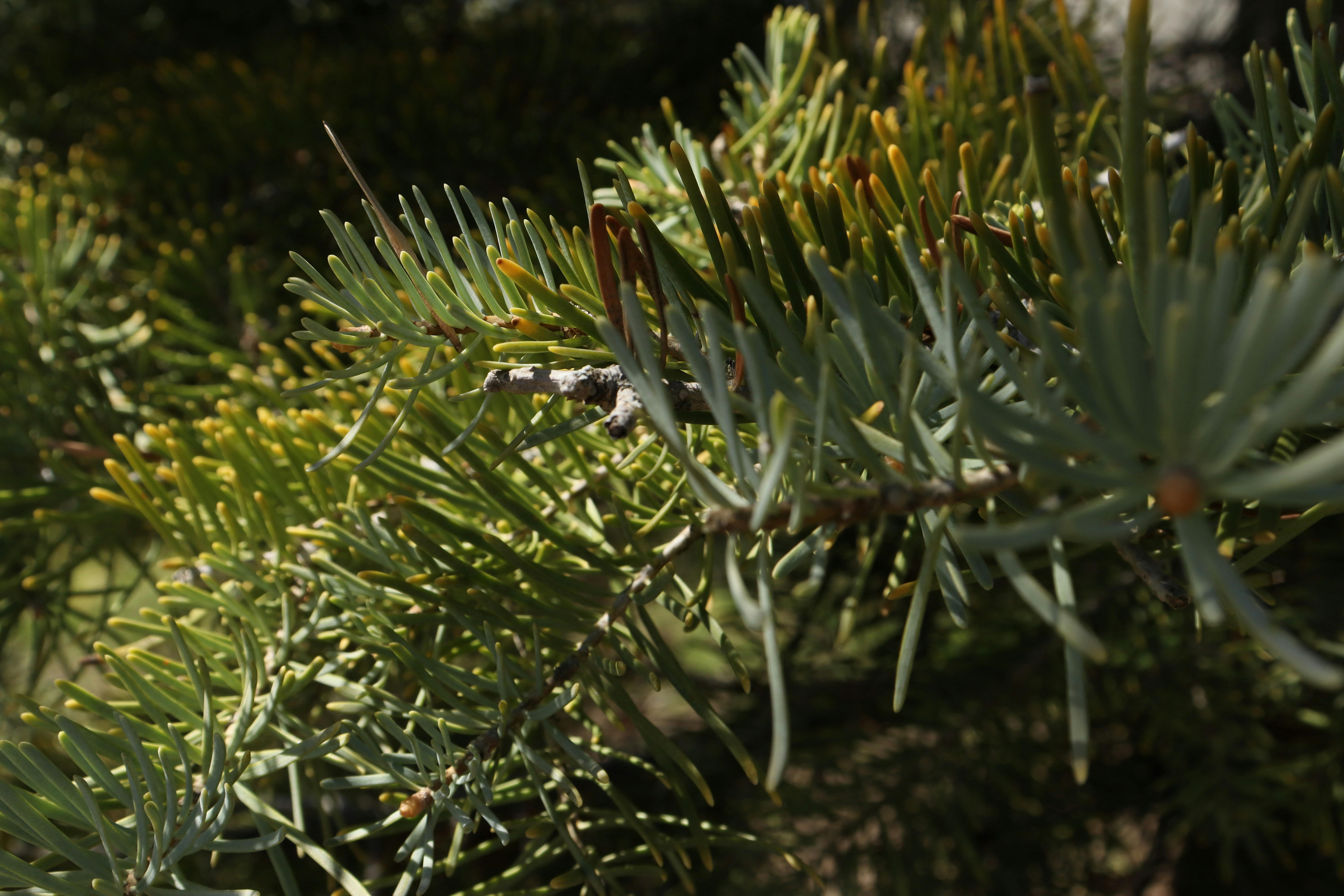 Photo by bored_mongoose