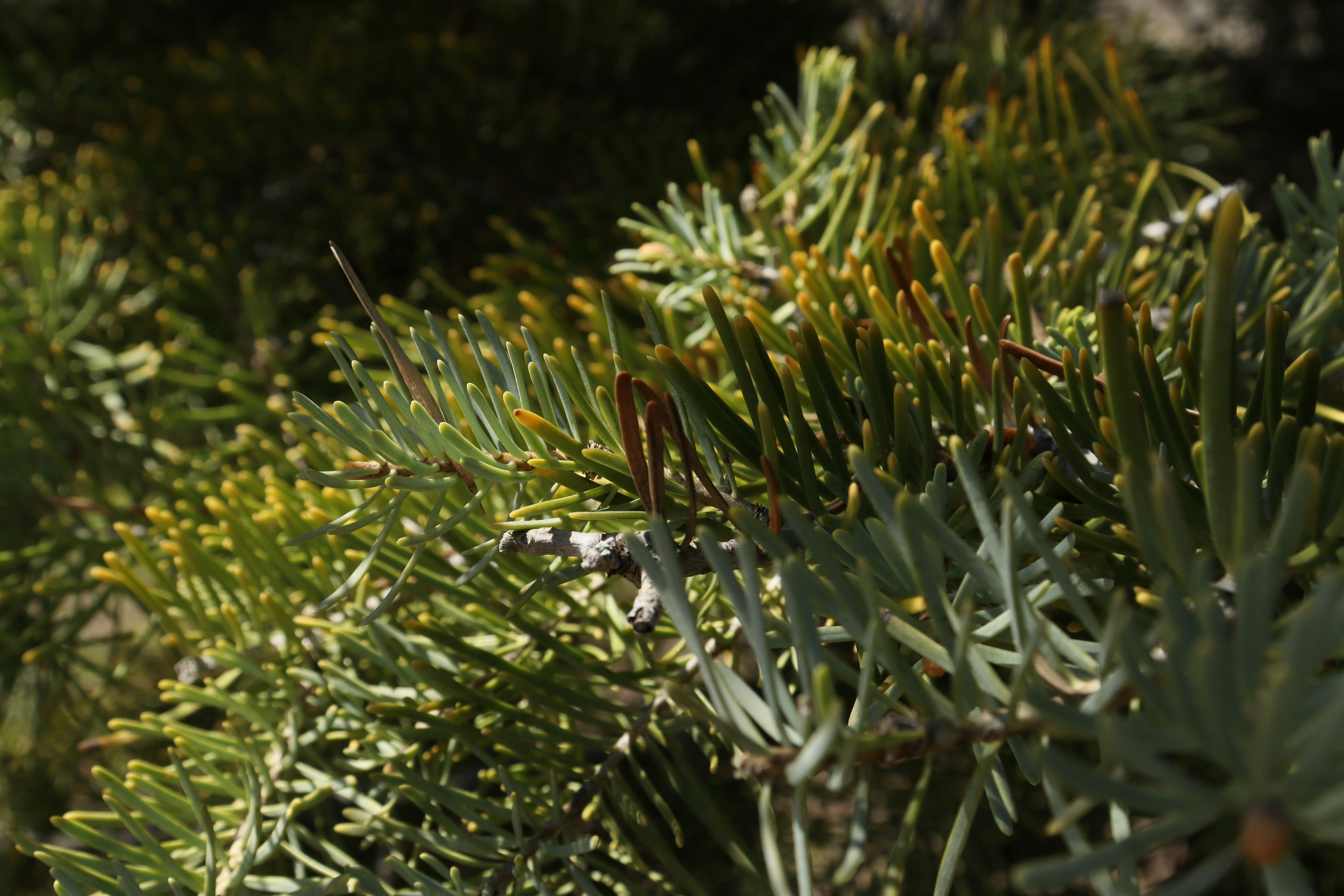 Photo by bored_mongoose