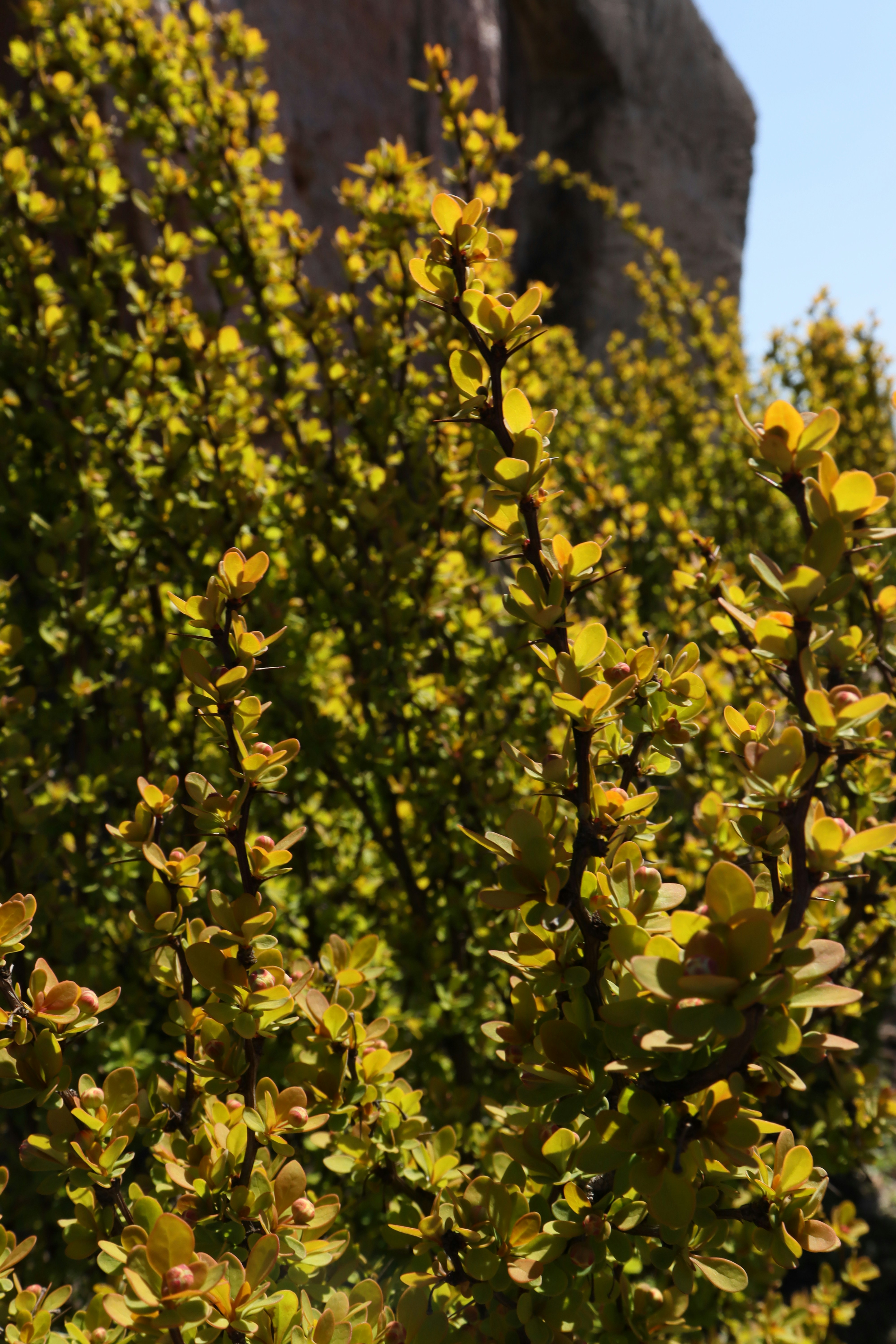 황금빛 잎이 달린 녹색 덤불이 햇빛을 받아 자랍니다.