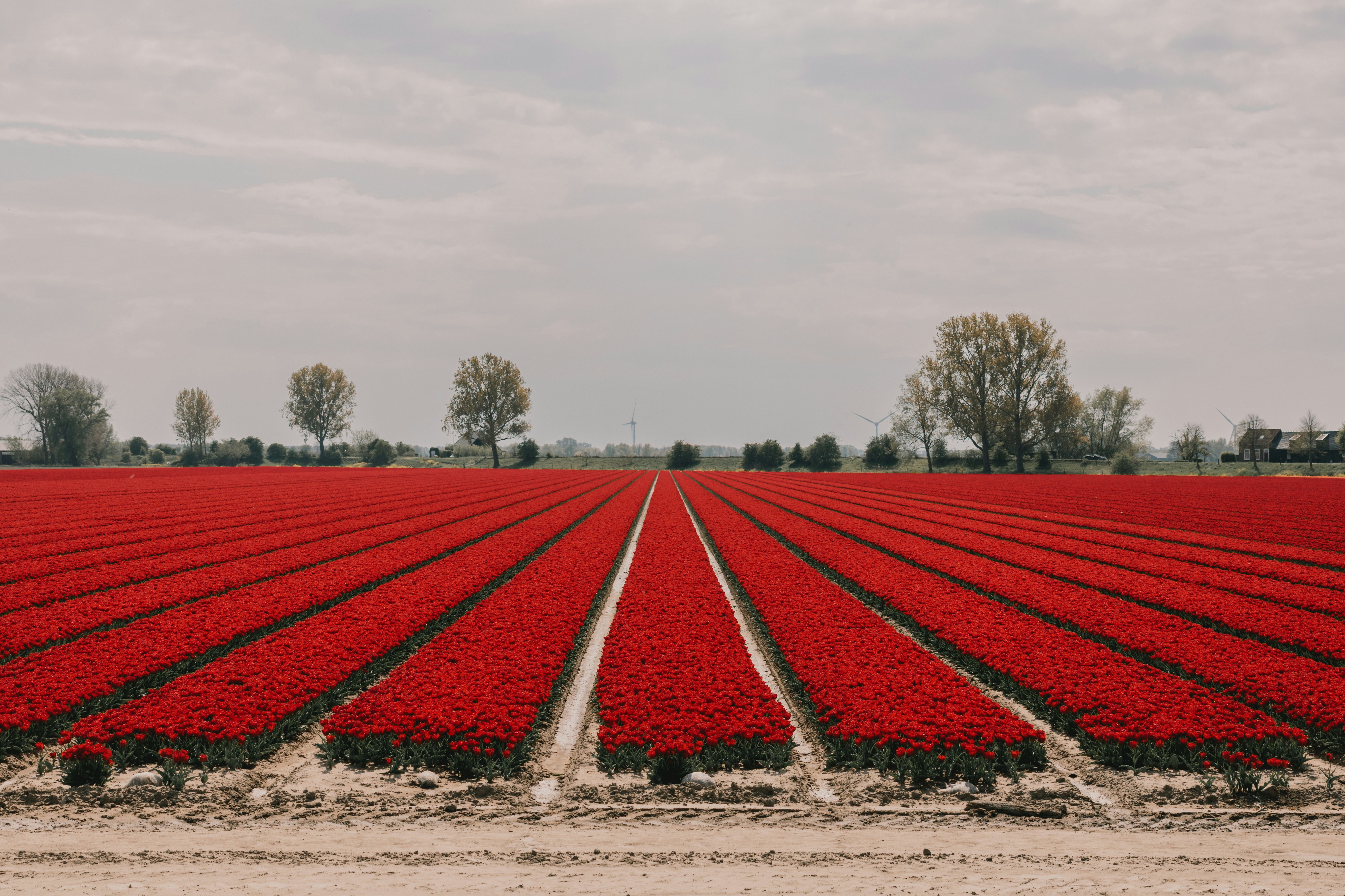 Afbeelding van Ooltgensplaat