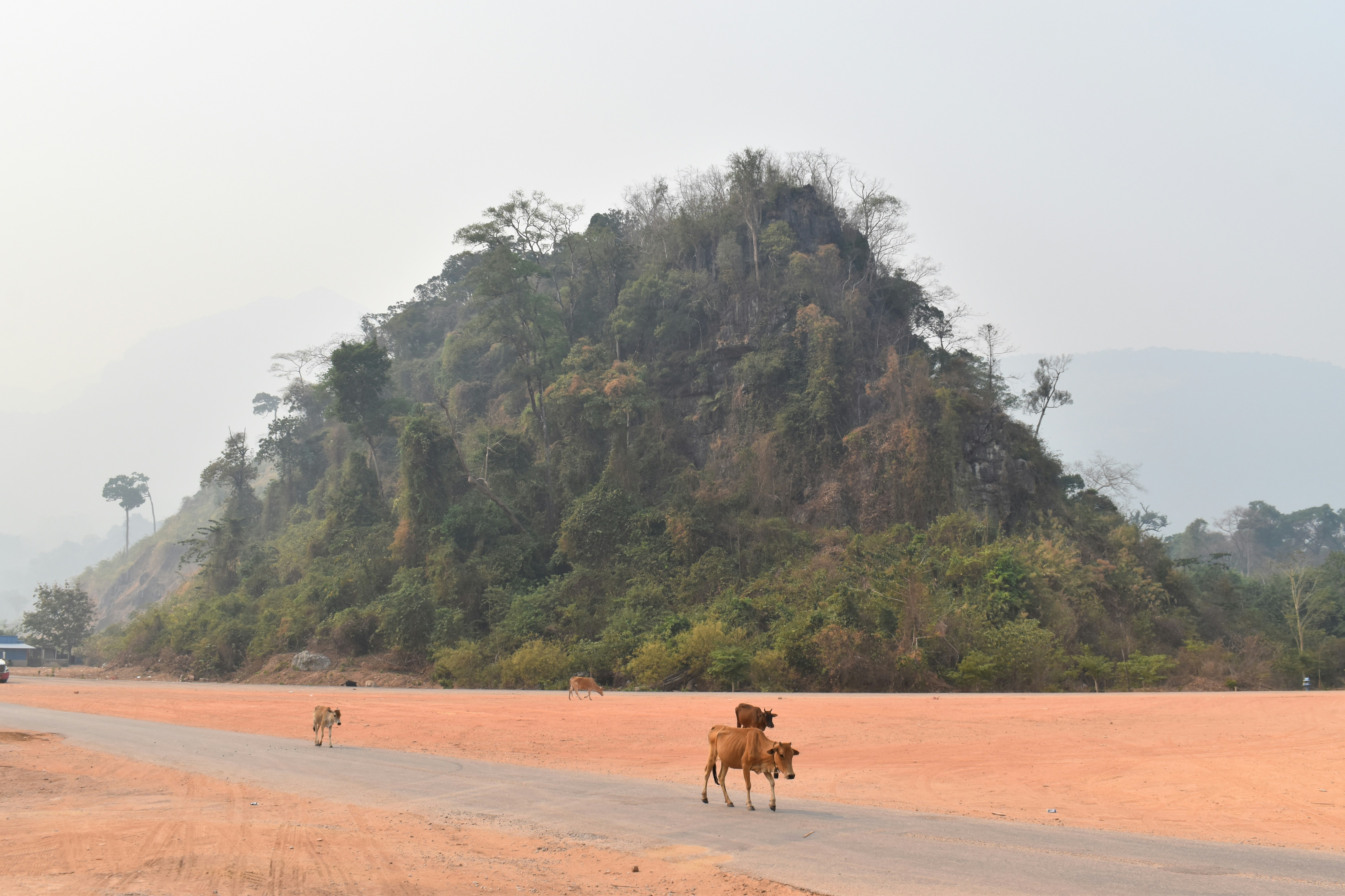 Sapi berjalan menyusuri jalan dekat bukit berhutan.