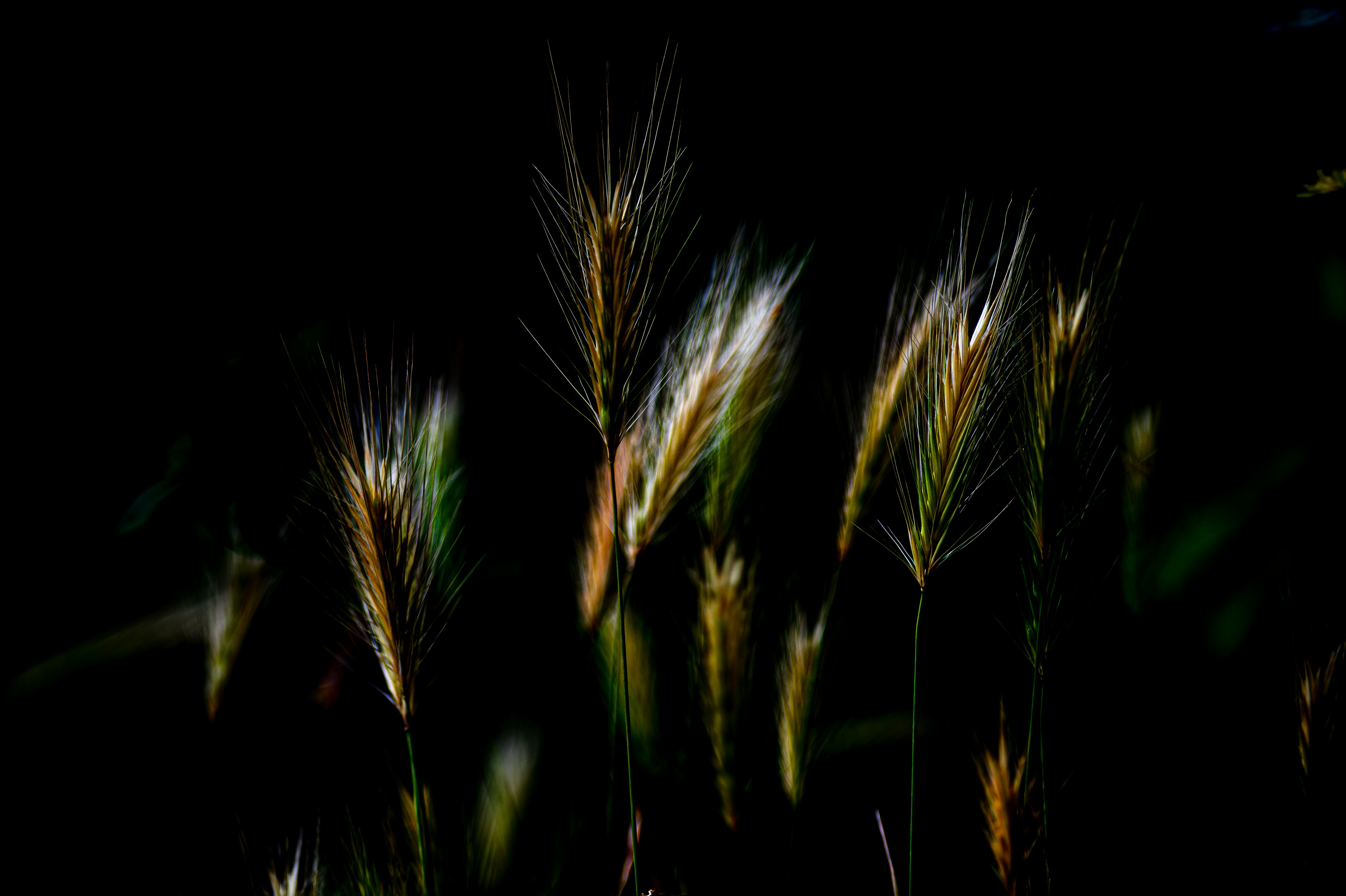 Feathery grasses stand silhouetted against the darkness.