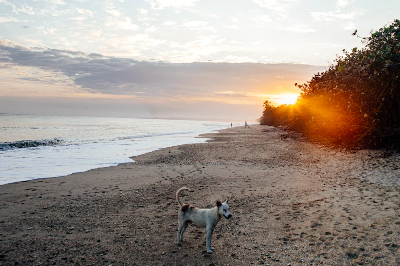 Best Pet-Friendly Cafes in Santa Marta Where Your Dog Is as Welcome as You