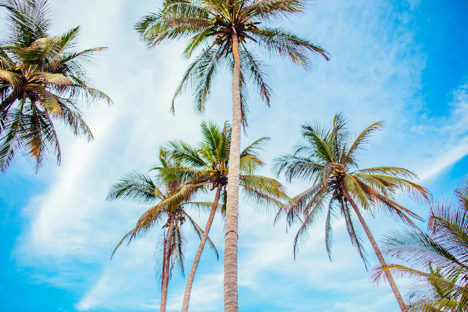 The image depicts a tropical scene with four tall palm trees standing against a clear blue sky. The tallest tree is on the left side, while the other three are positioned at varying heights towards the right side of the frame. Each tree has numerous green leaves that add to the lush and vibrant atmosphere of the scene.