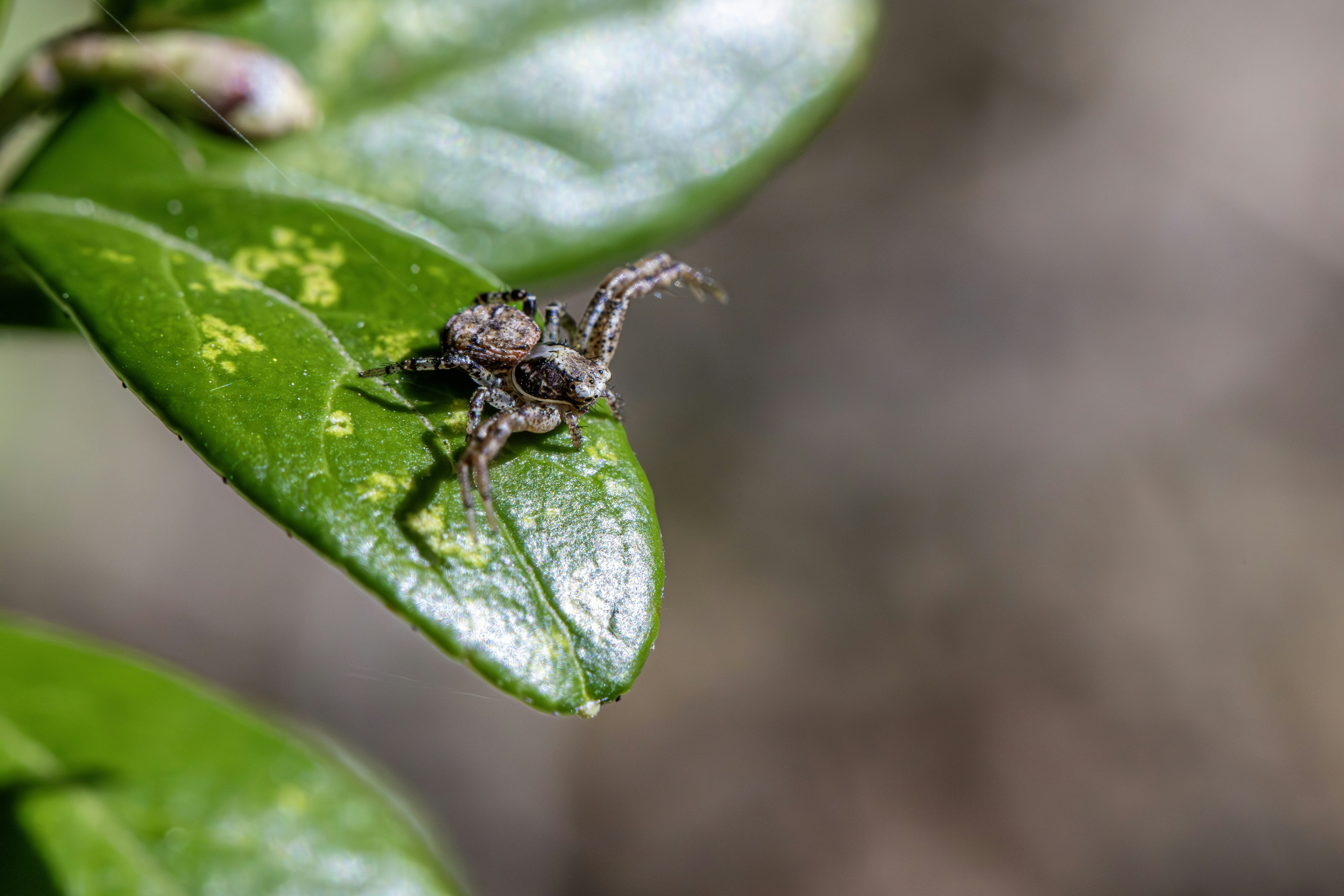 A spider sits on a vibrant green leaf.