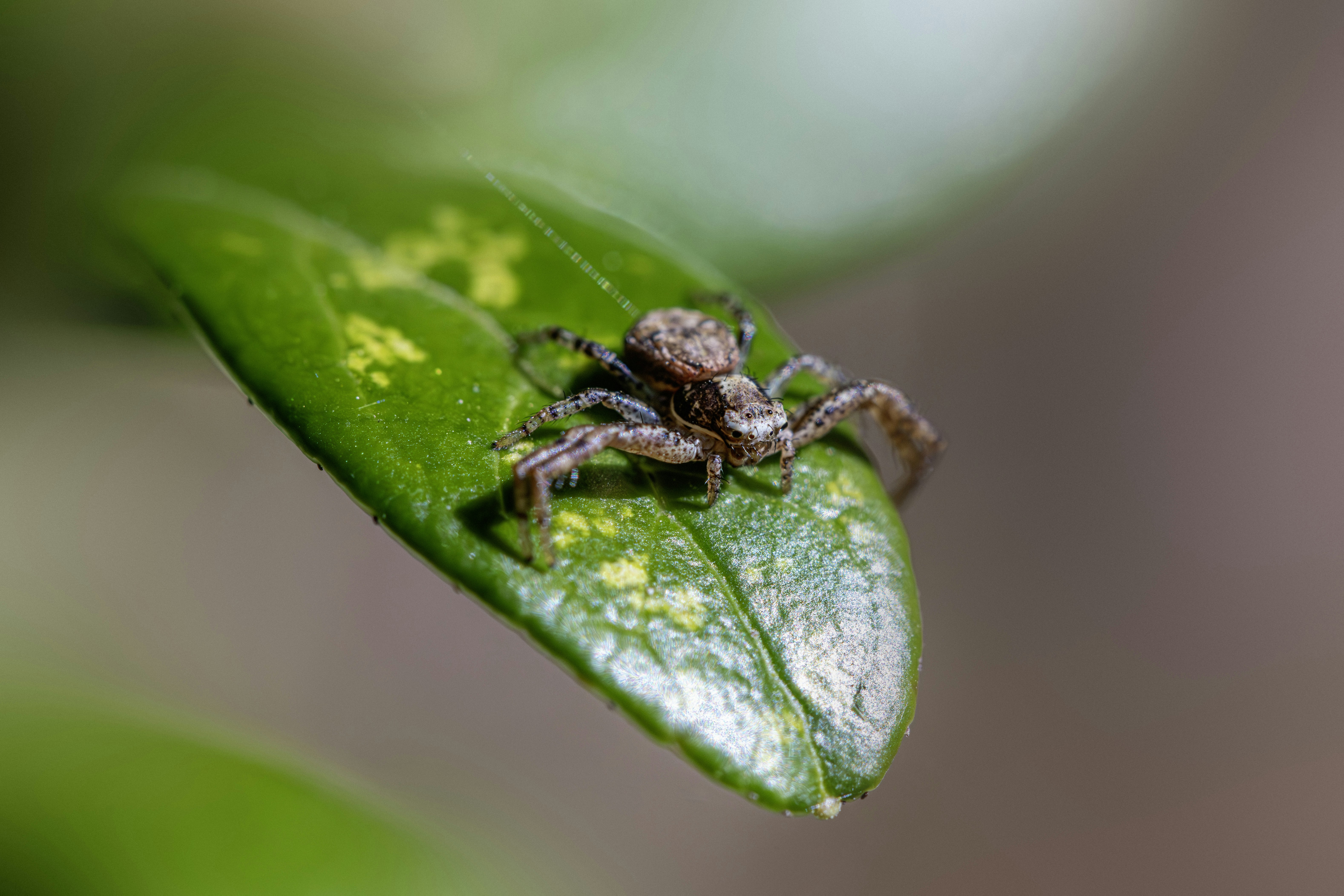 Photo by erik_karits