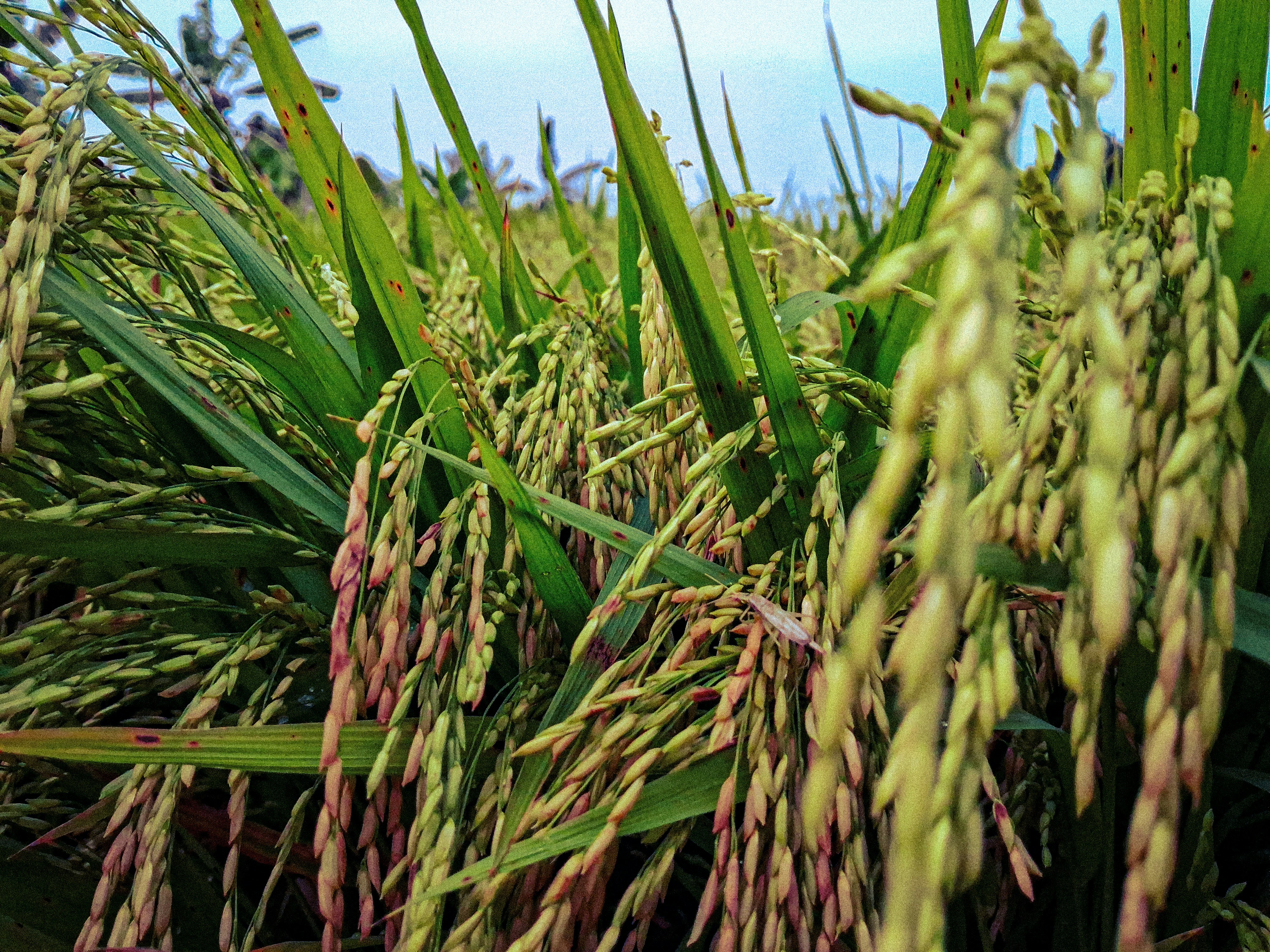 Rice plants in a field are shown.