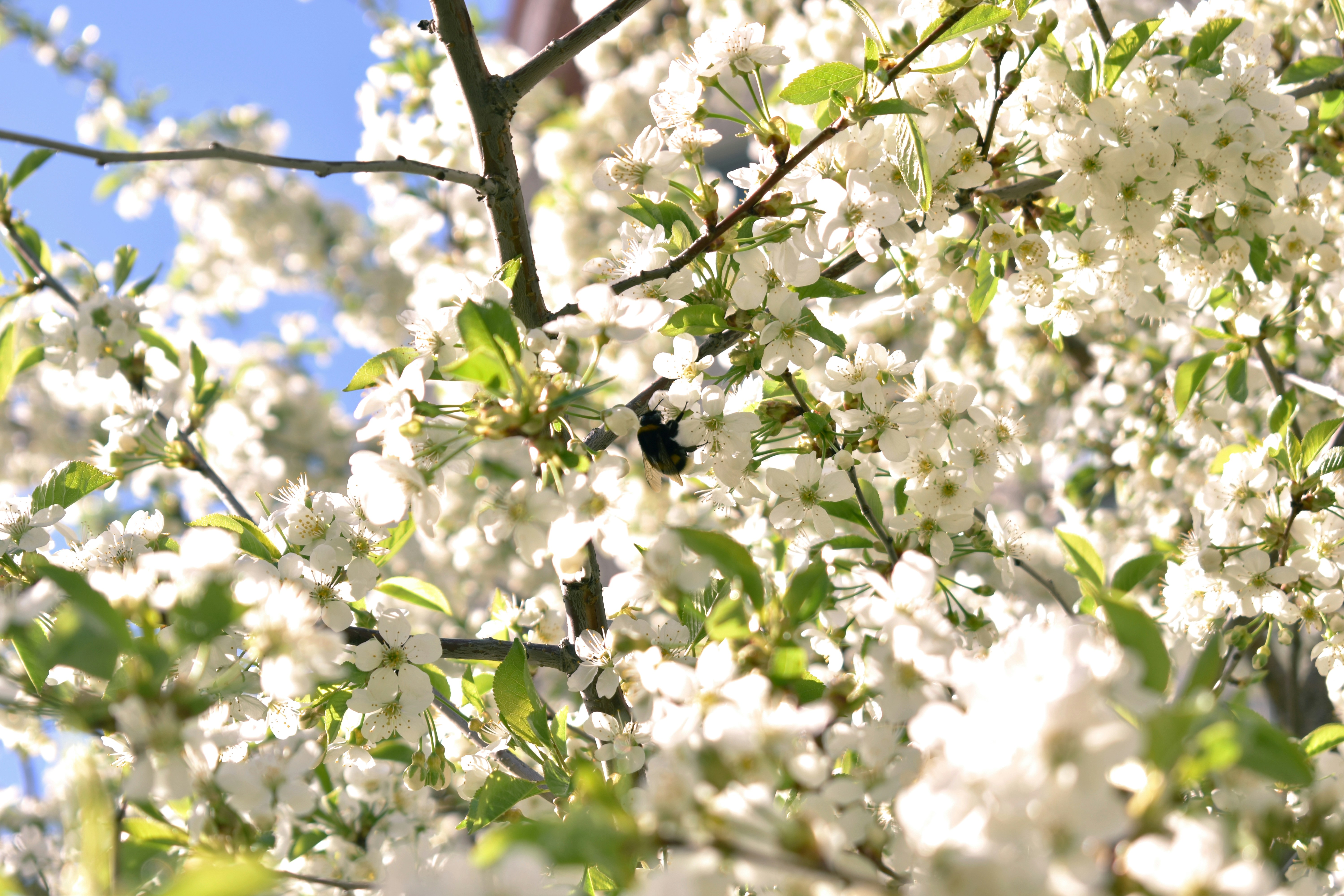 Bee pollinating white cherry blossoms on a tree.