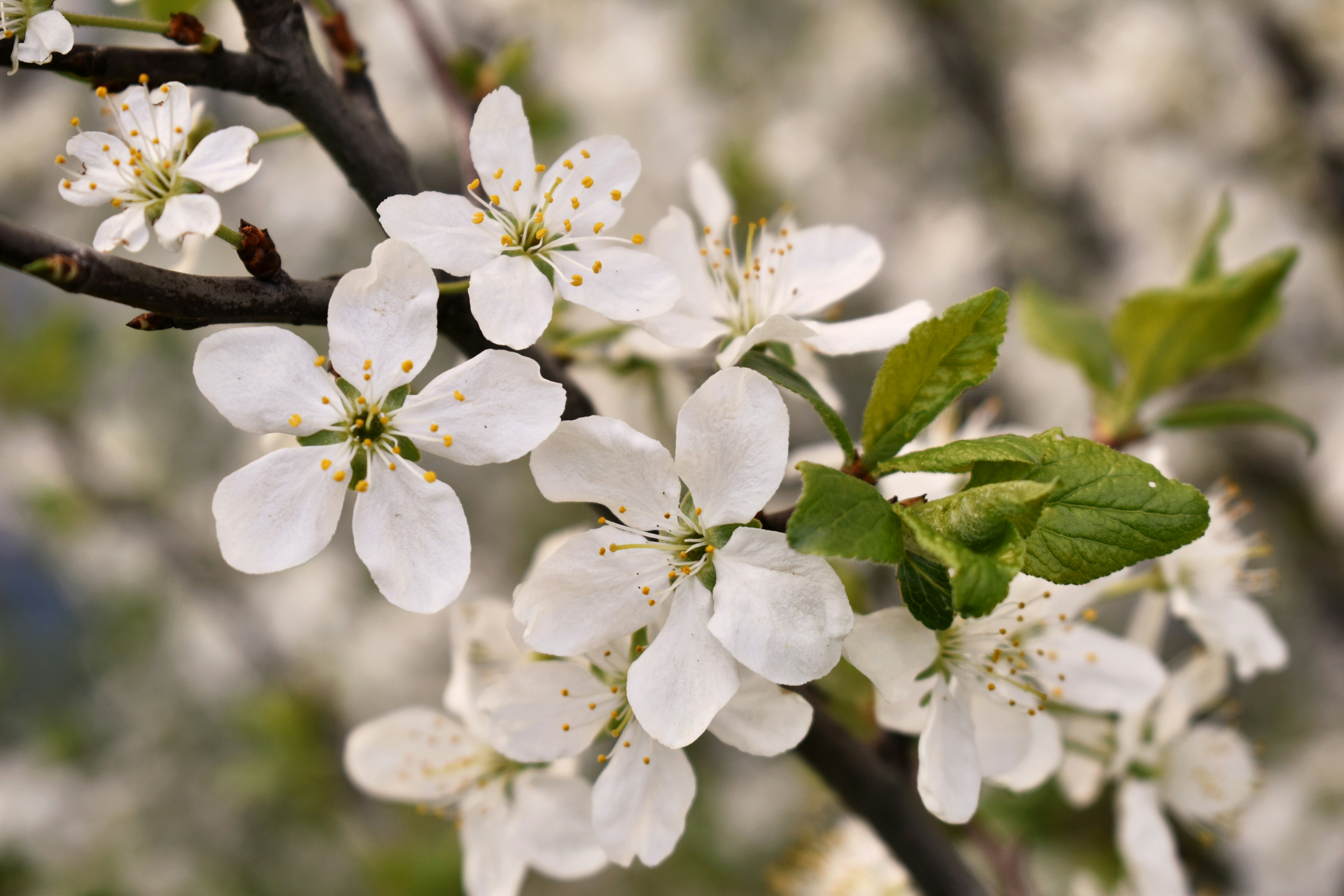 White flowers bloom on a tree branch.