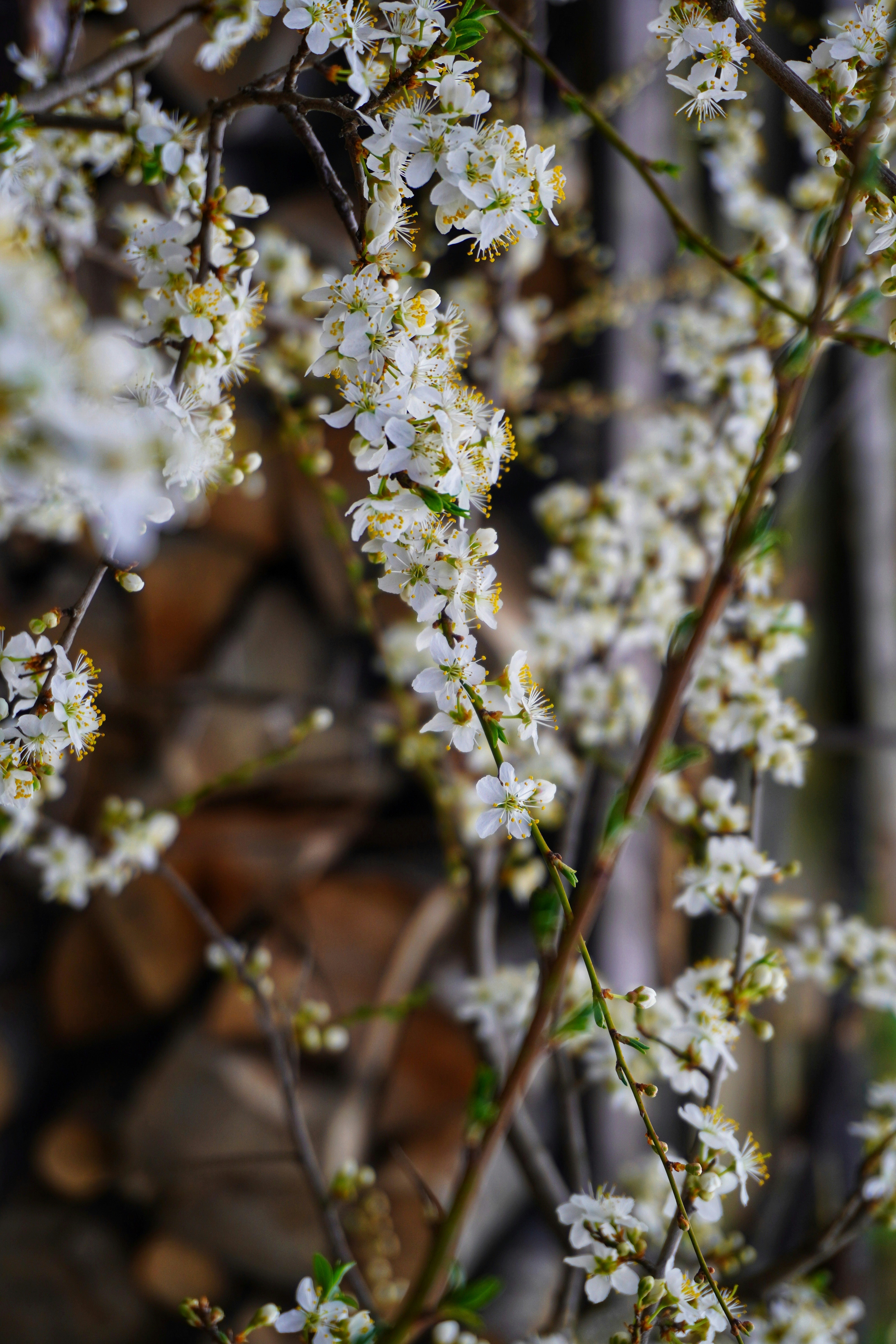 Photo by ioana_roxanna_b