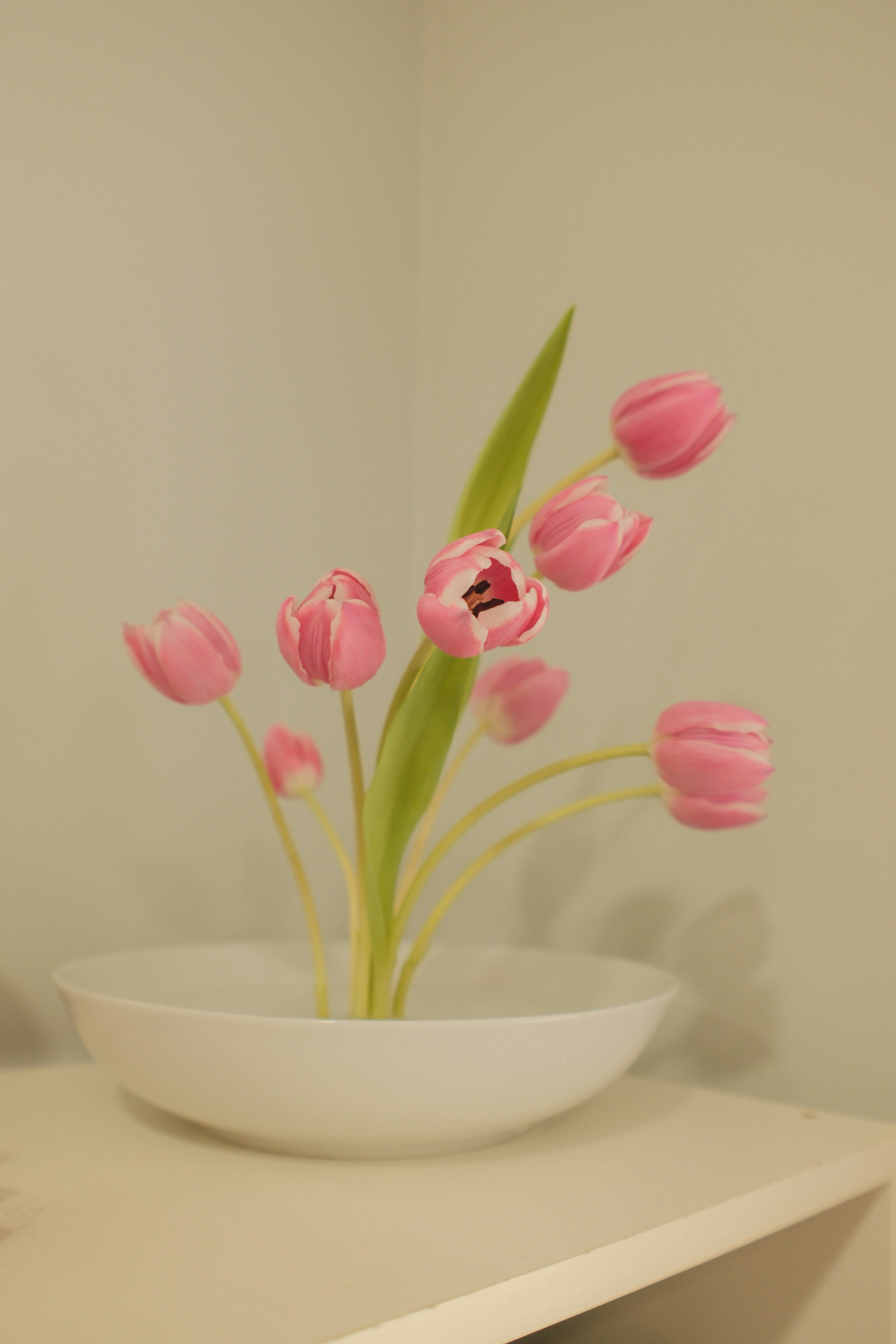A placeholder image for the Ikebana arrangement analyzer, showing a simple, elegant branch.