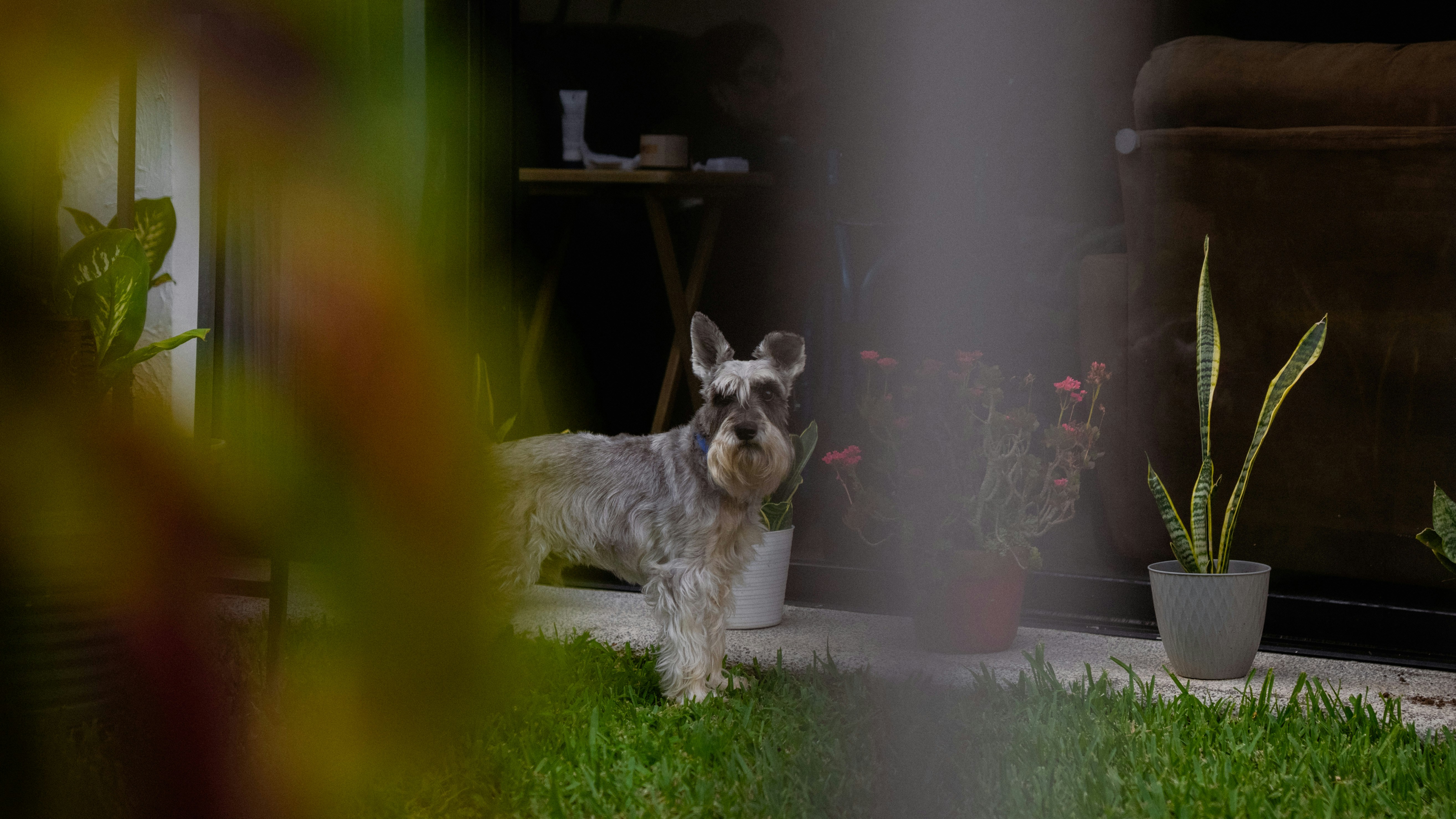 Dog looking guilty on the grass in a backyard