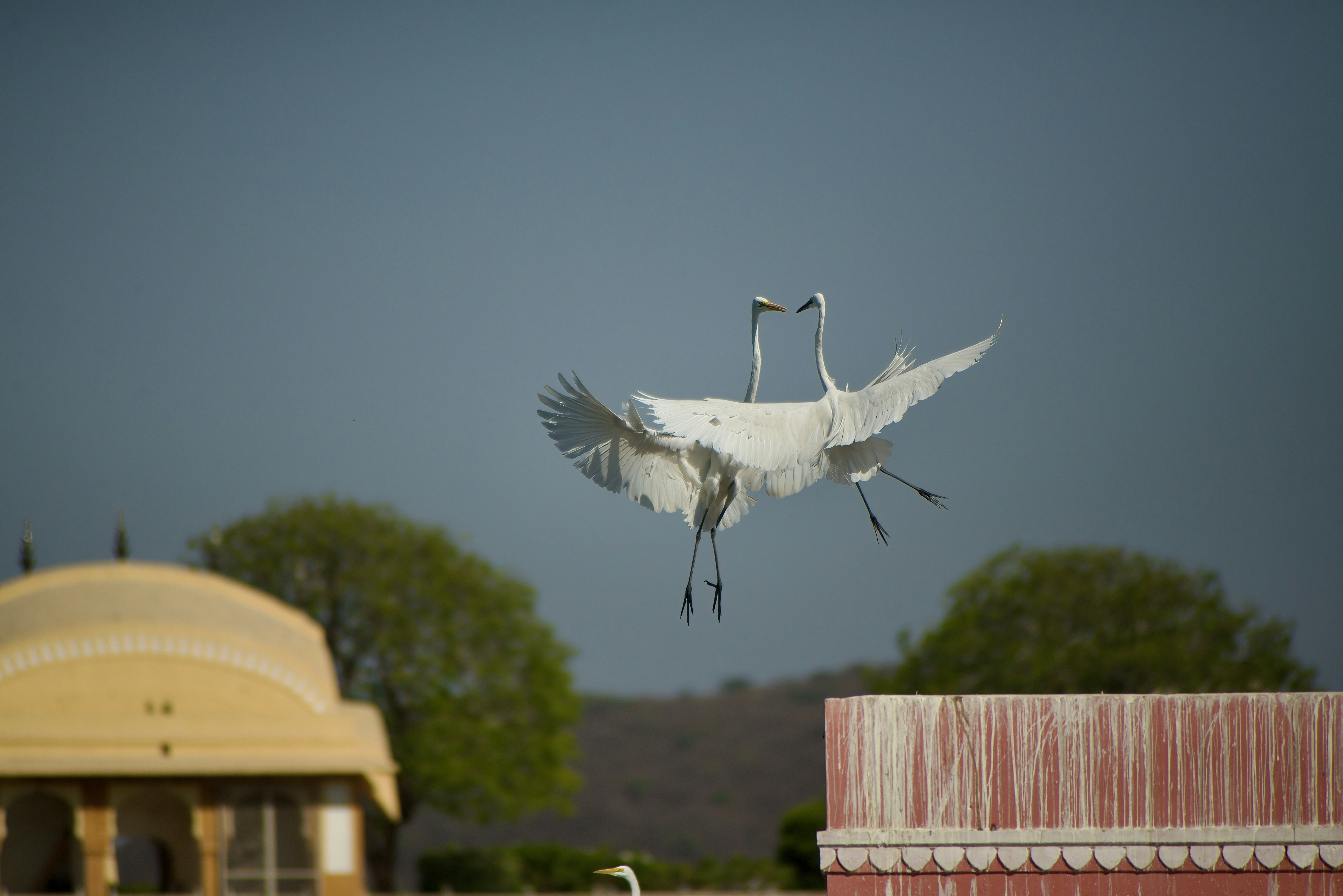 Two cranes fly mid-air with wings spread wide.
