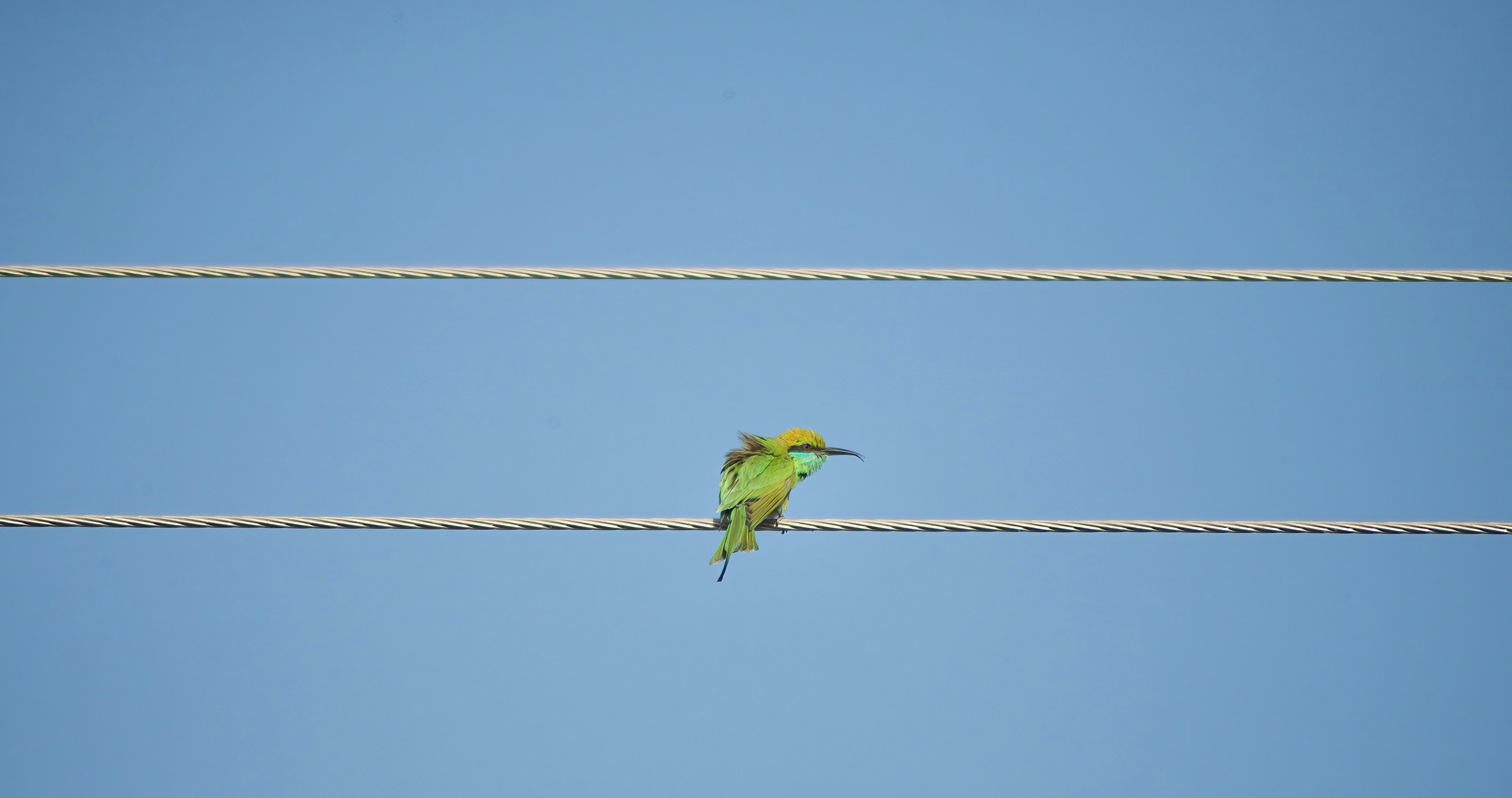 A green bird sits on a power line.