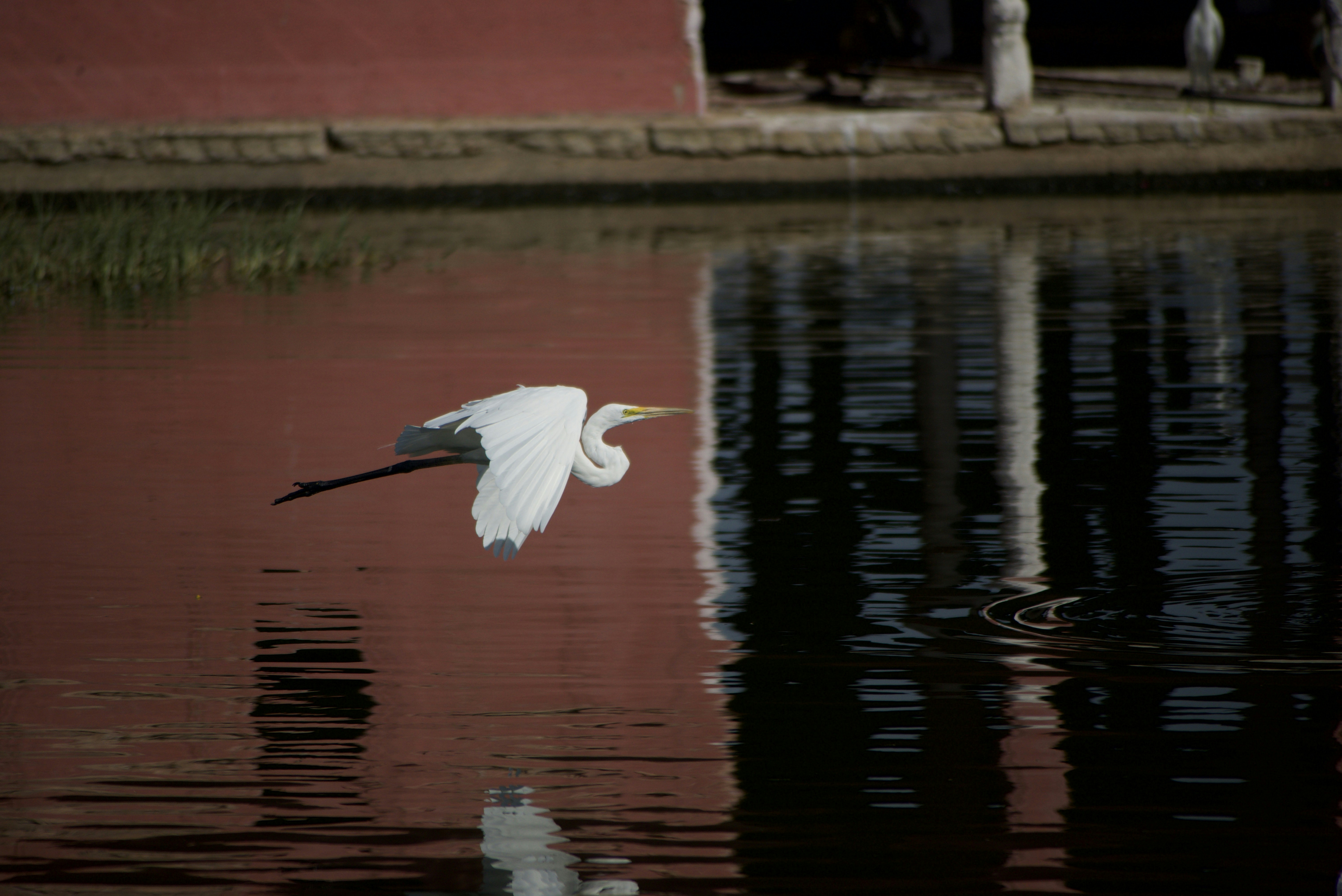 A white egret soars above the calm water.