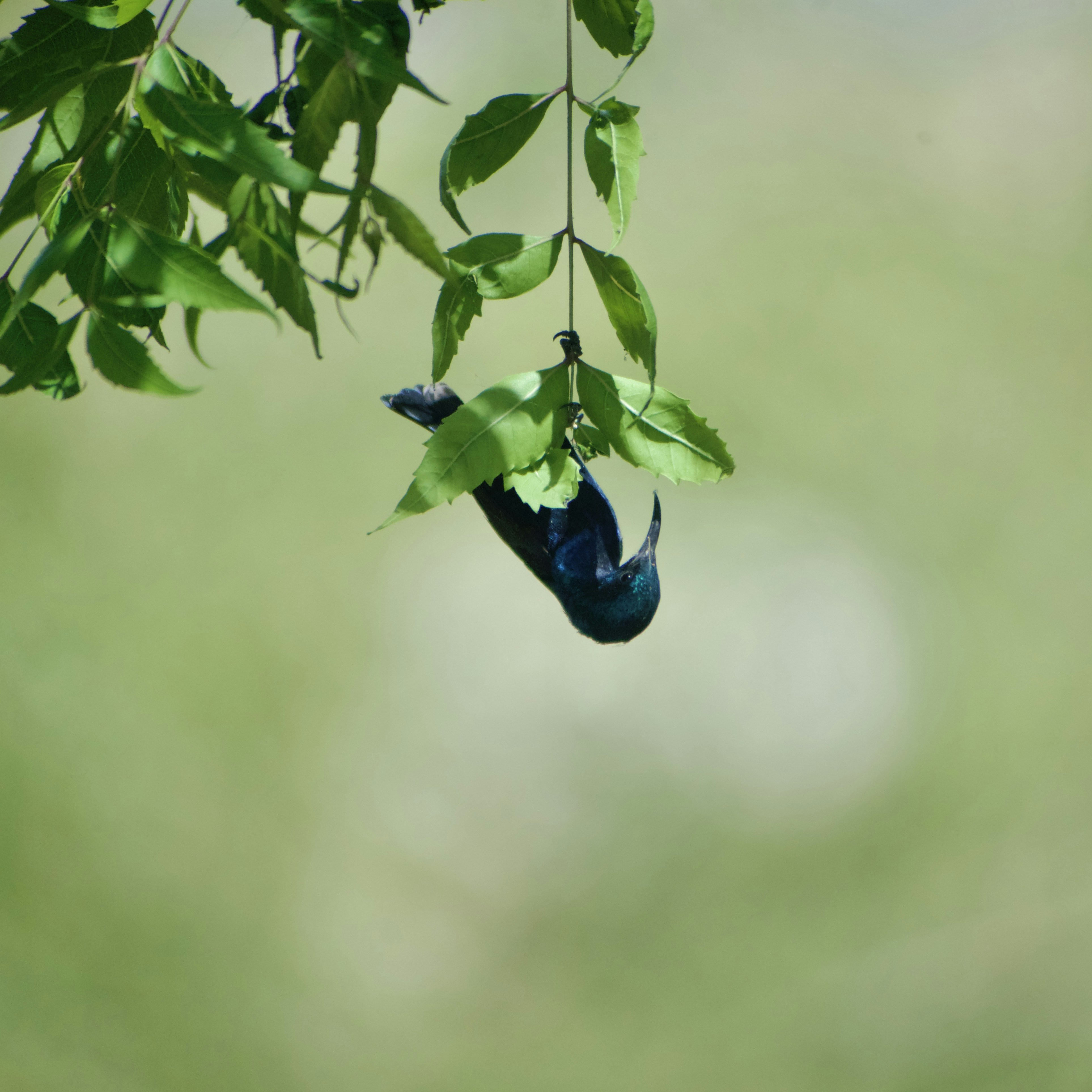 A bird hangs upside down from a leafy branch.