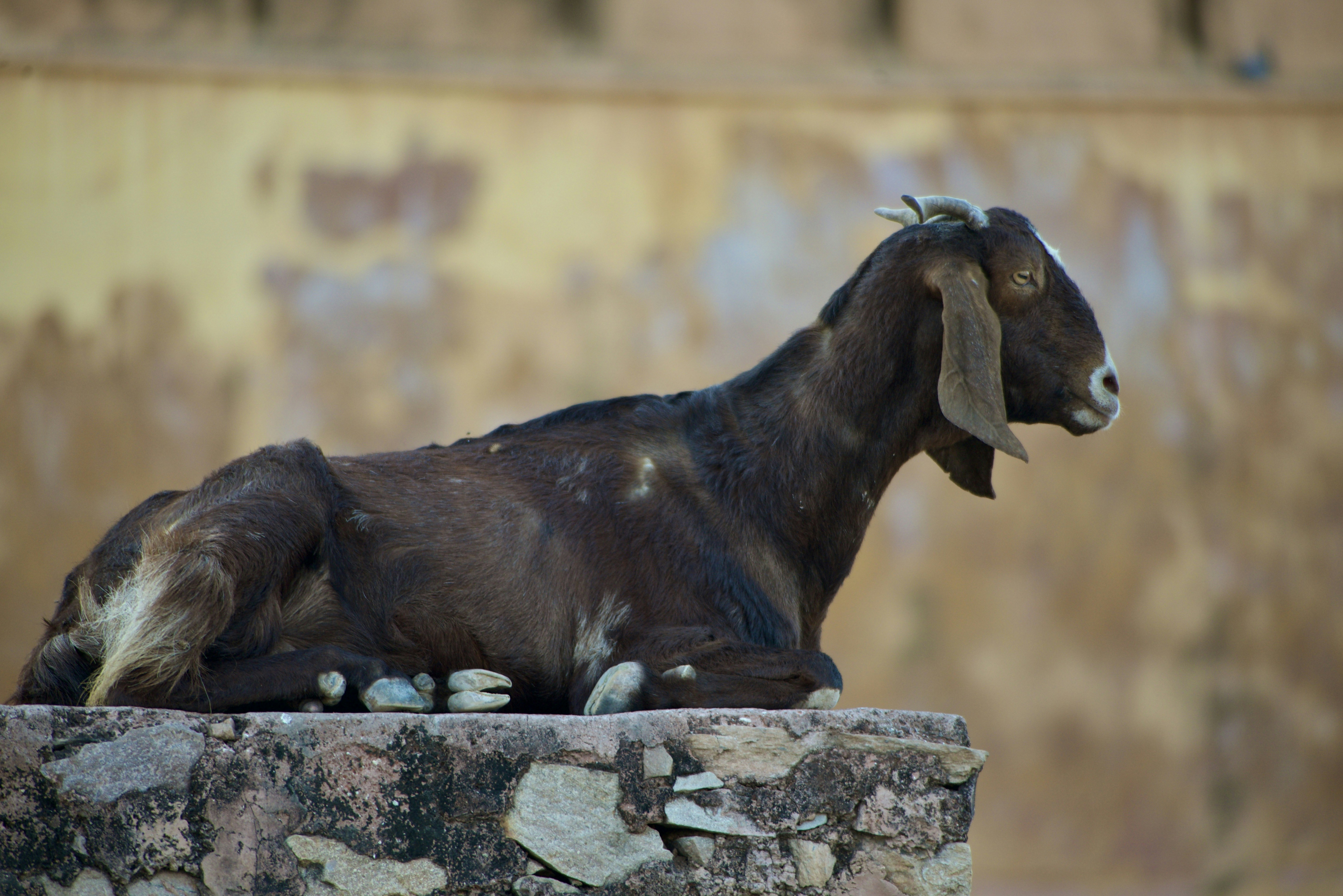 A brown goat rests atop a stone structure.