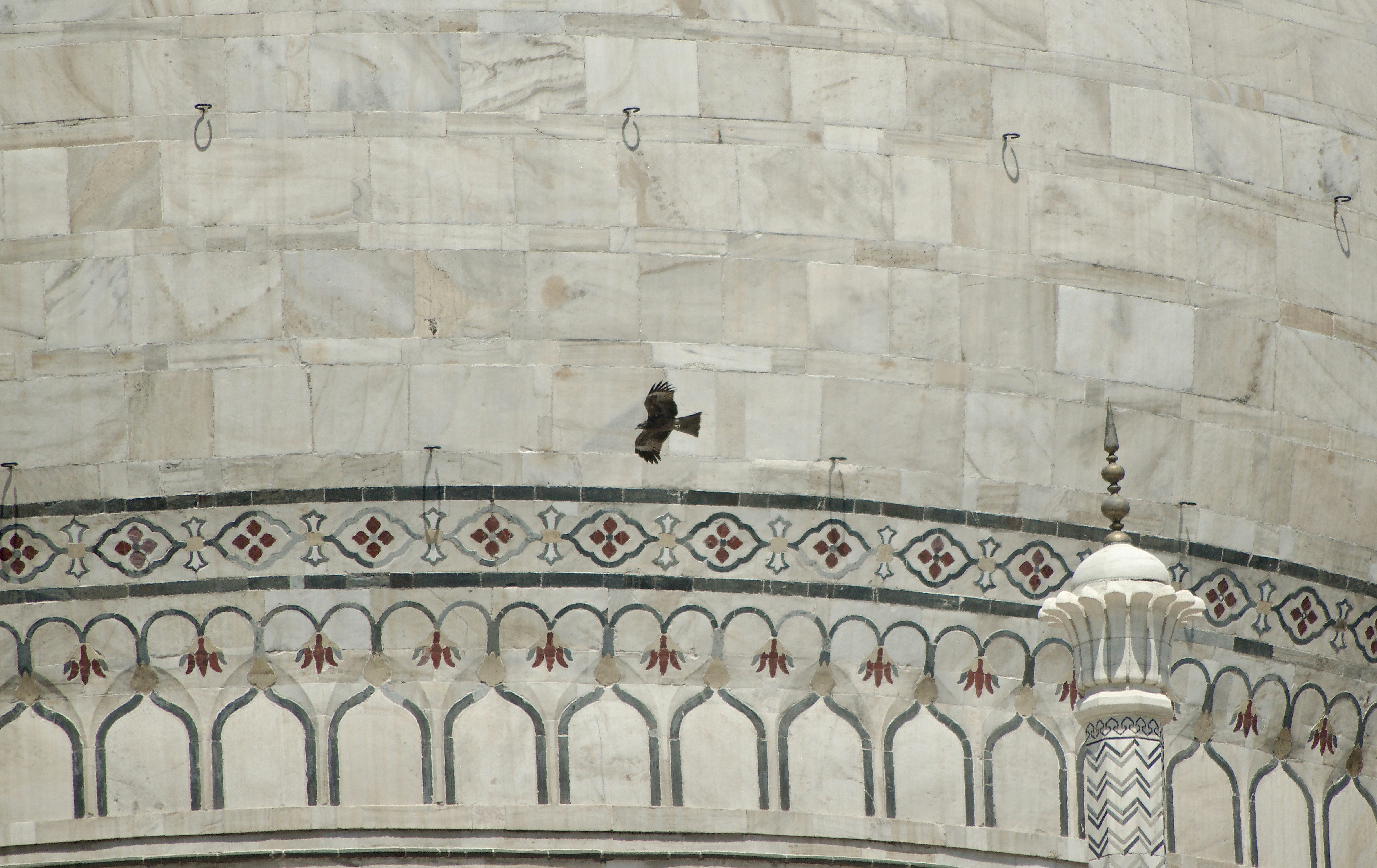 A bird flies by the taj mahal.