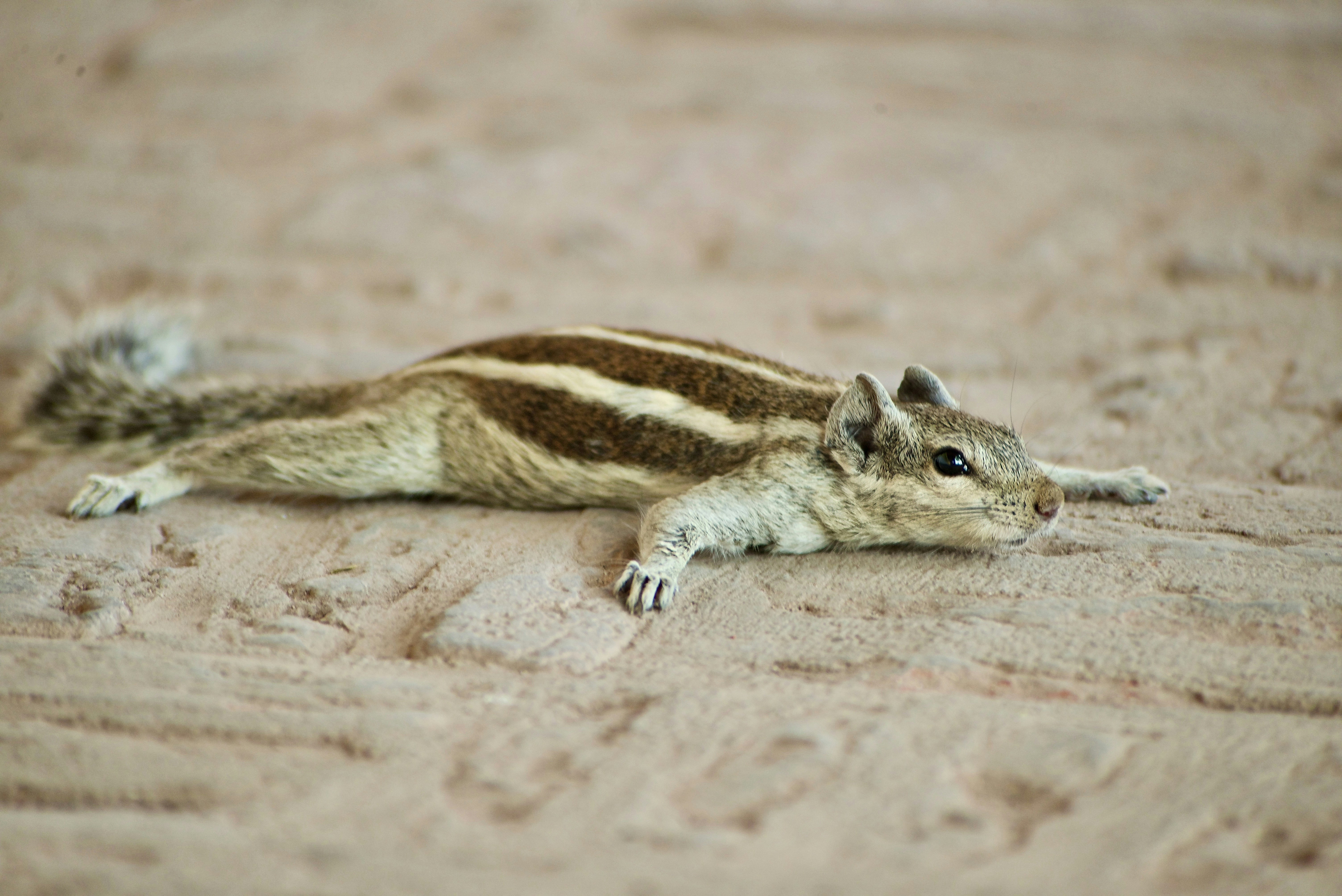 A squirrel rests flat on the ground.