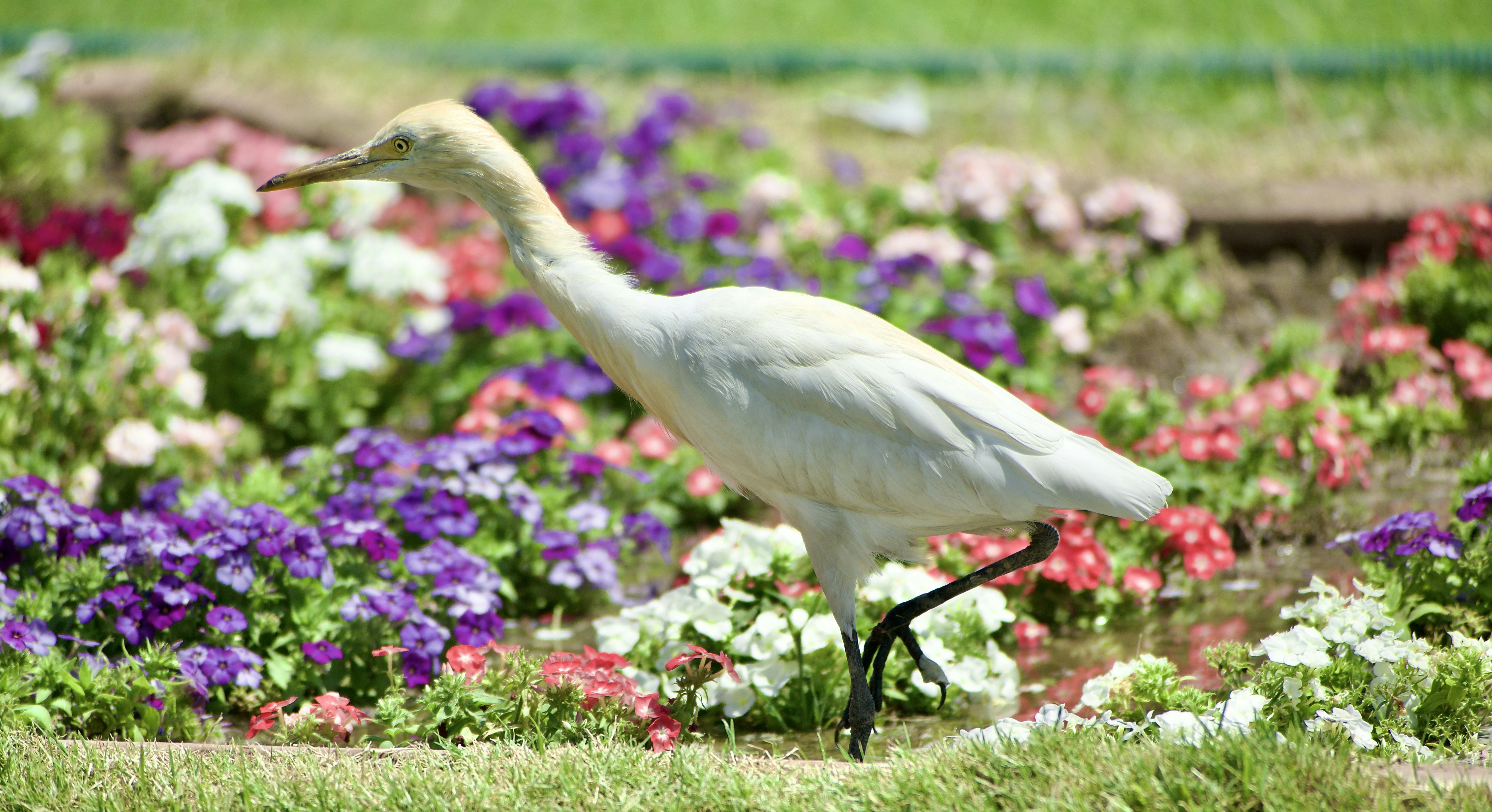 A white bird walks among vibrant flowers.