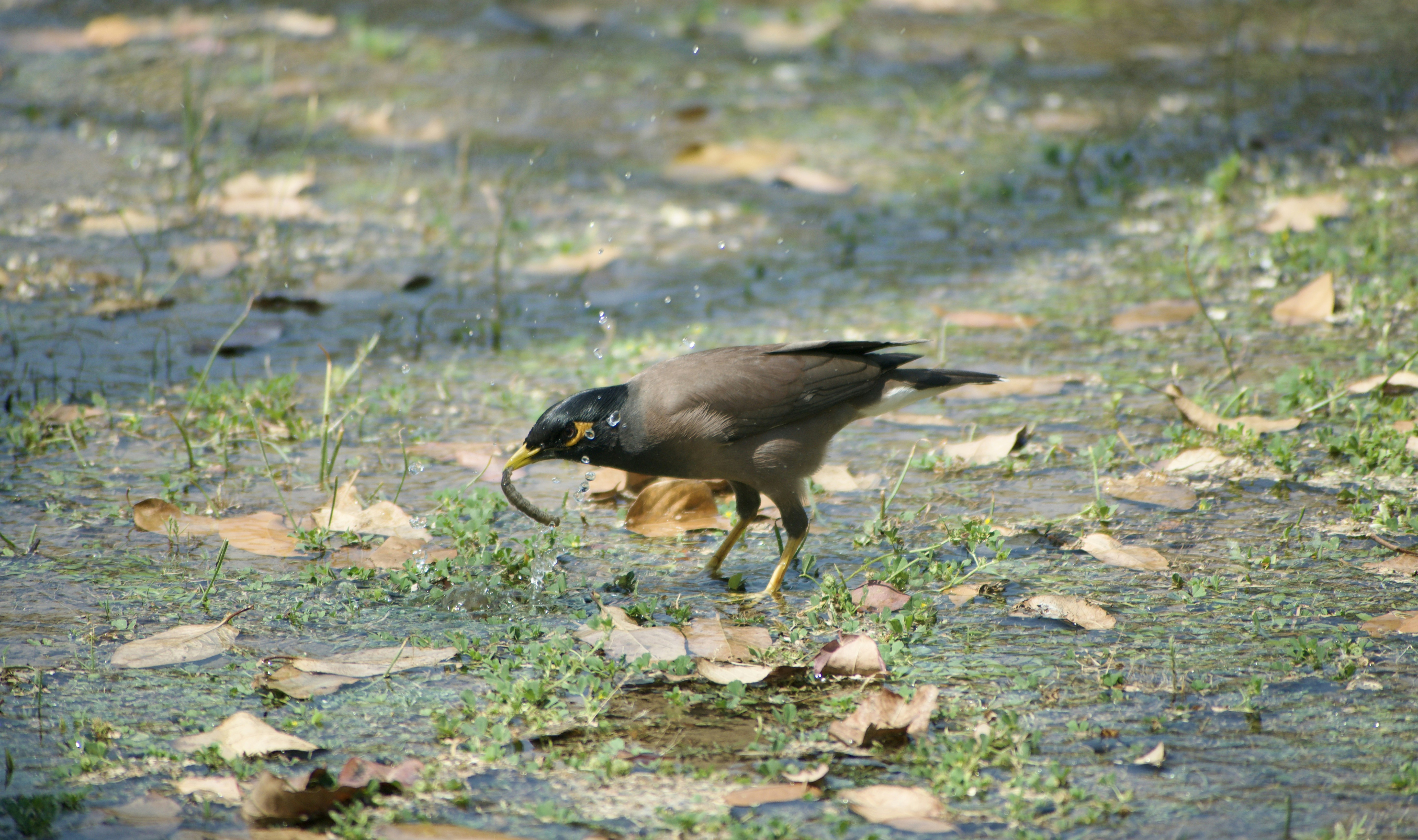 A bird catches a worm on the ground.