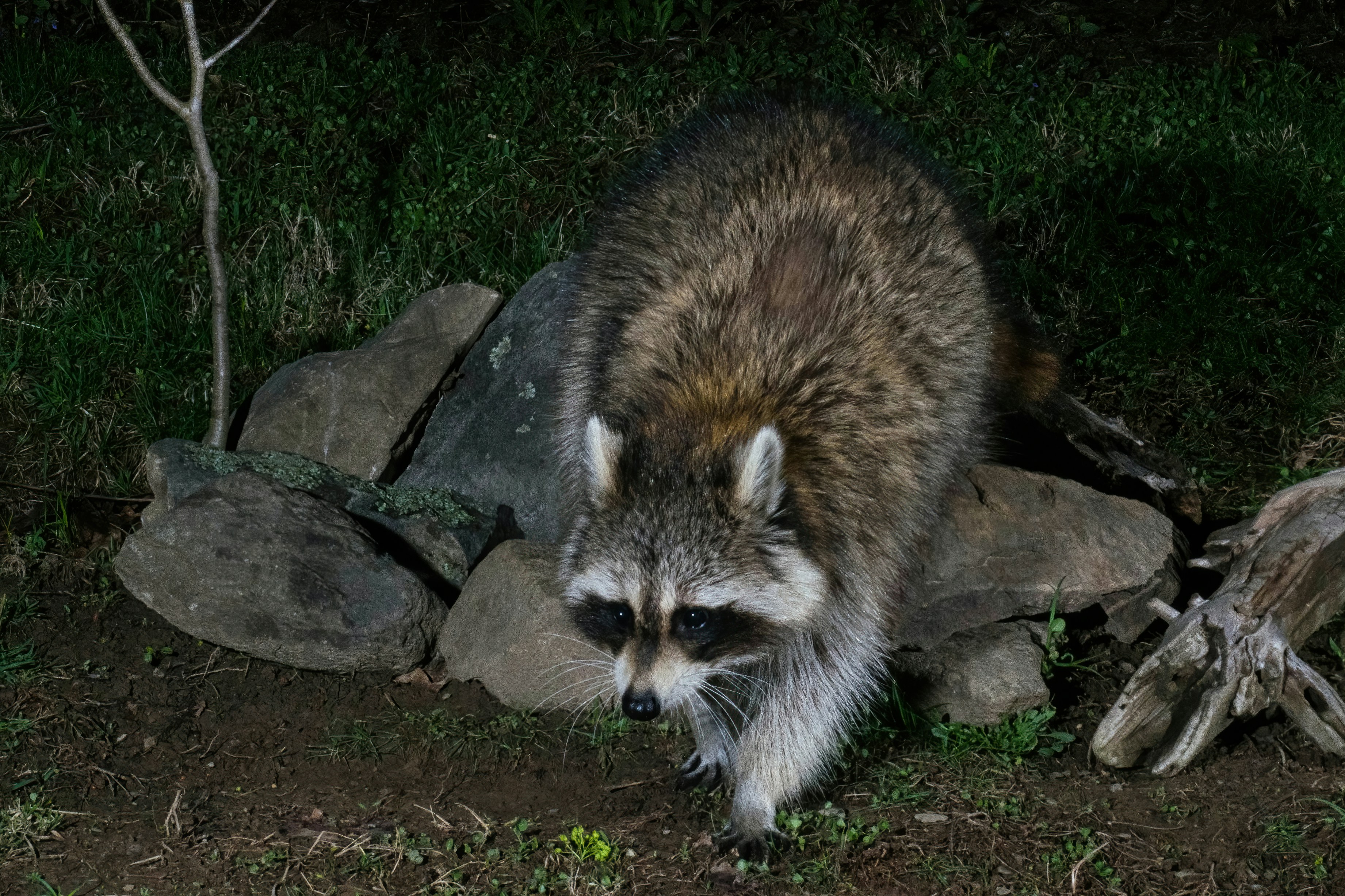 12. Raccoons - The Masked Bandits of Suburbia (image credits: unsplash)