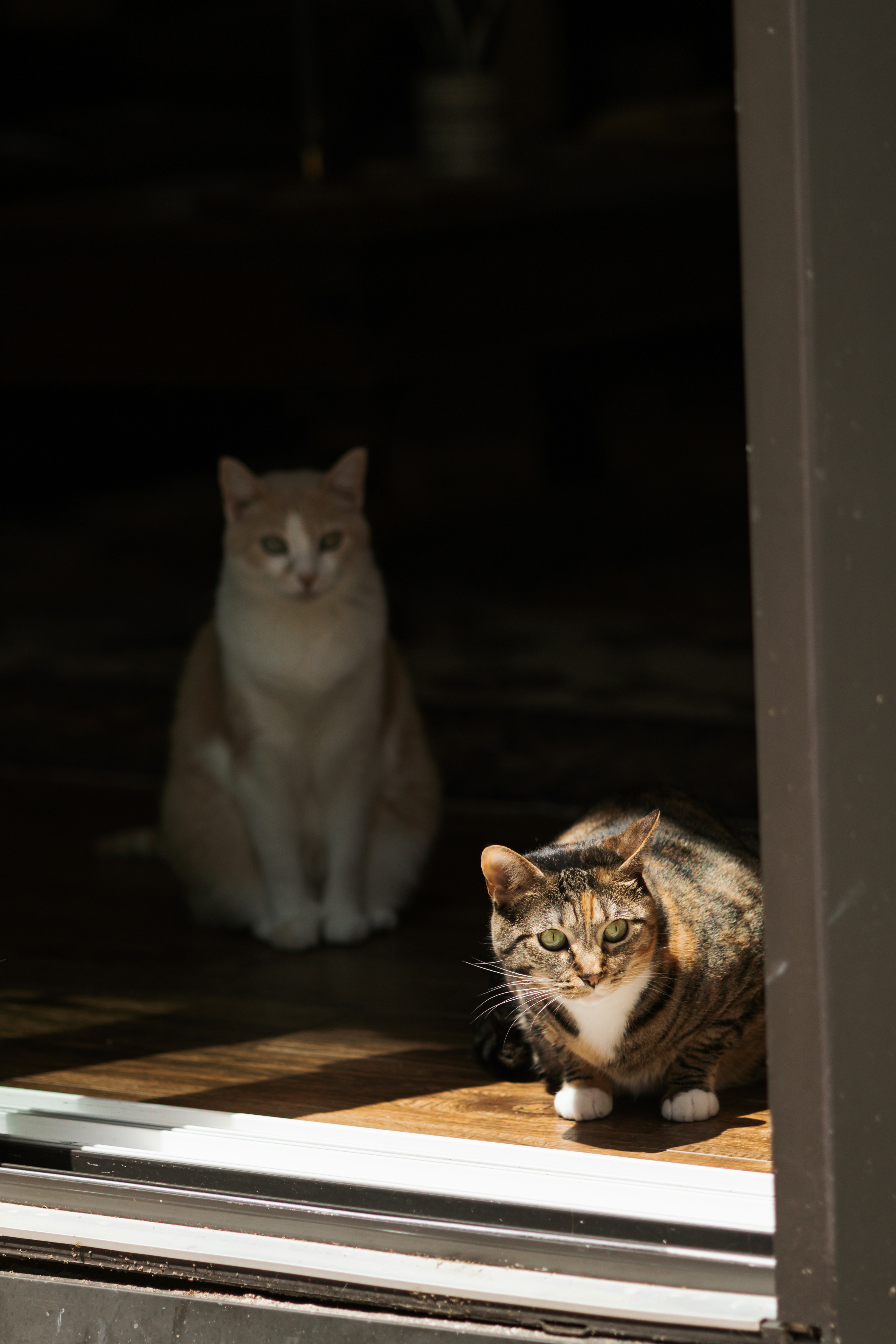 Photo by goosepicklefire