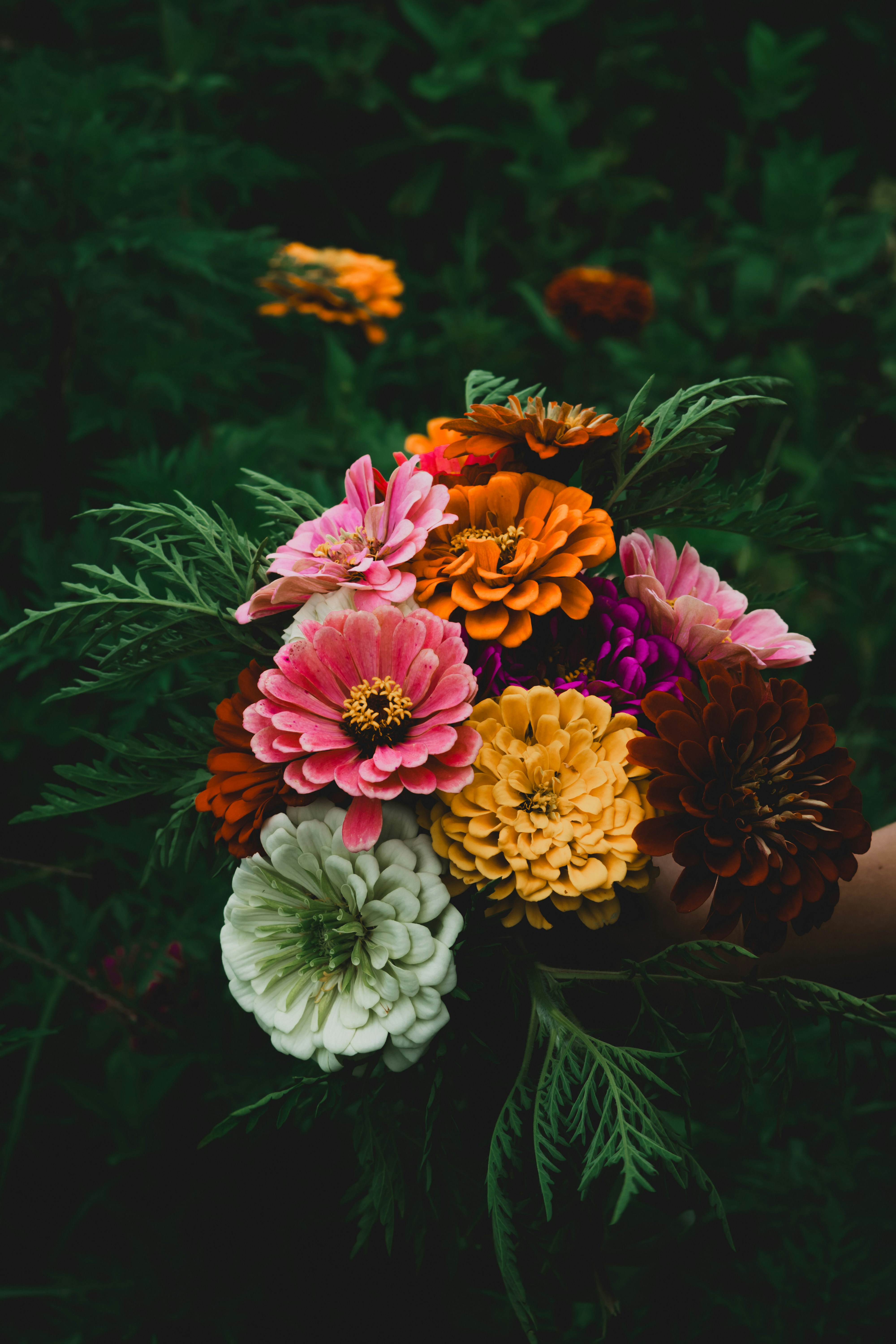 A colorful bouquet of zinnia flowers.