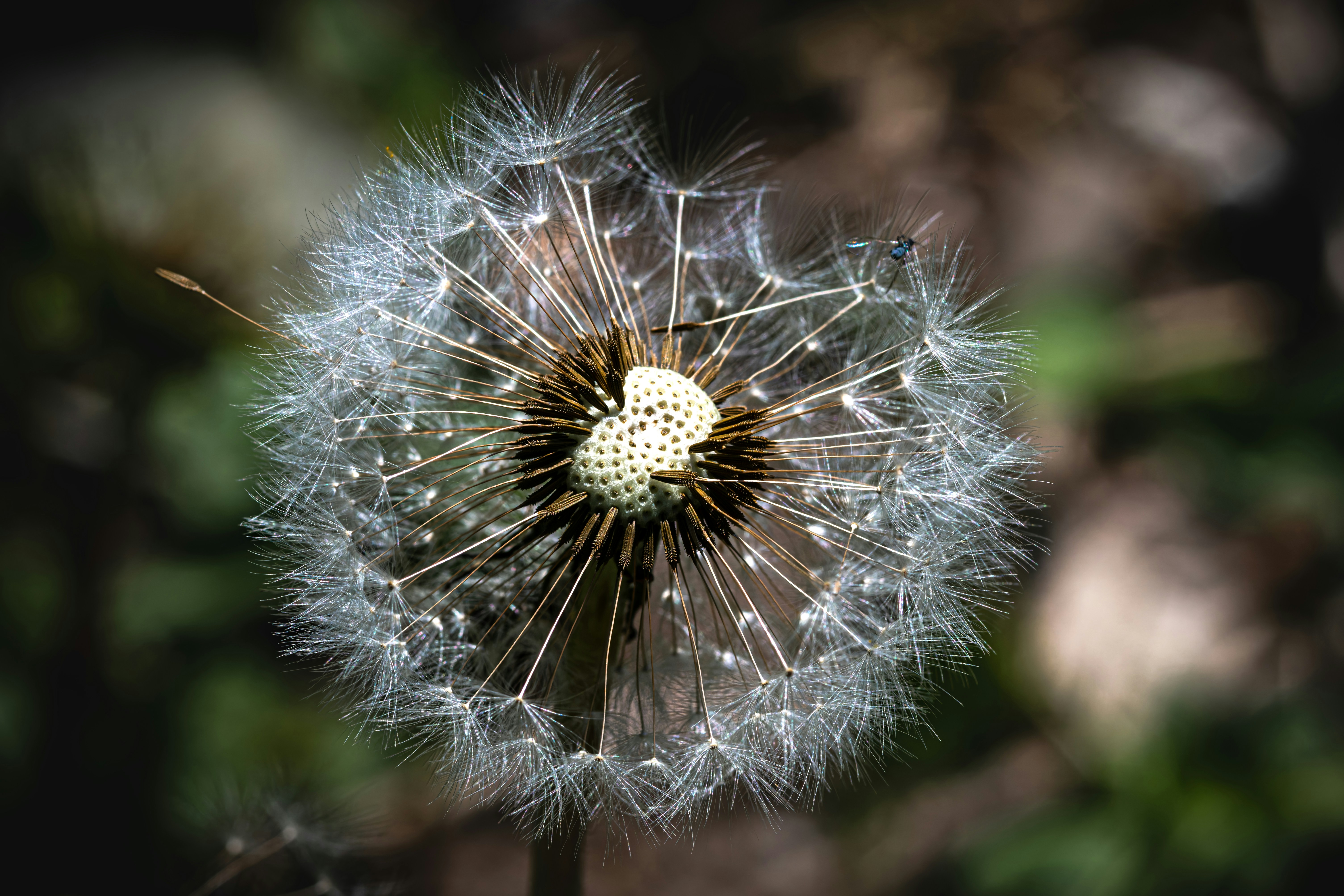 Photo by siegfriedpoepperl