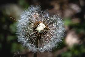 A dandelion clock up close in nature.