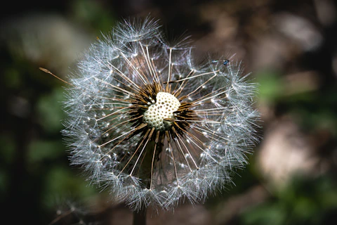 A dandelion clock up close in nature.