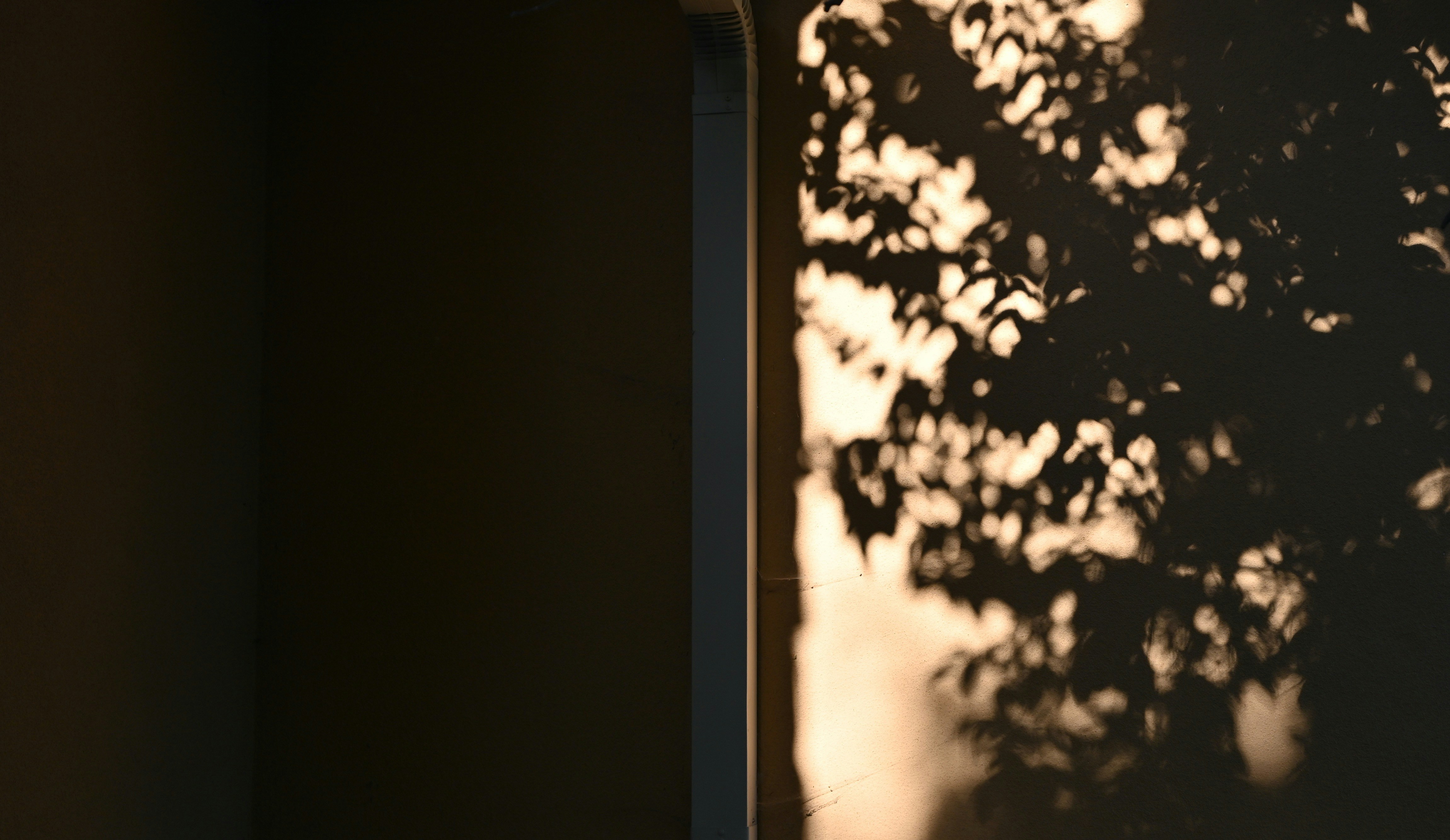 Shadows of a tree fall on a wall.