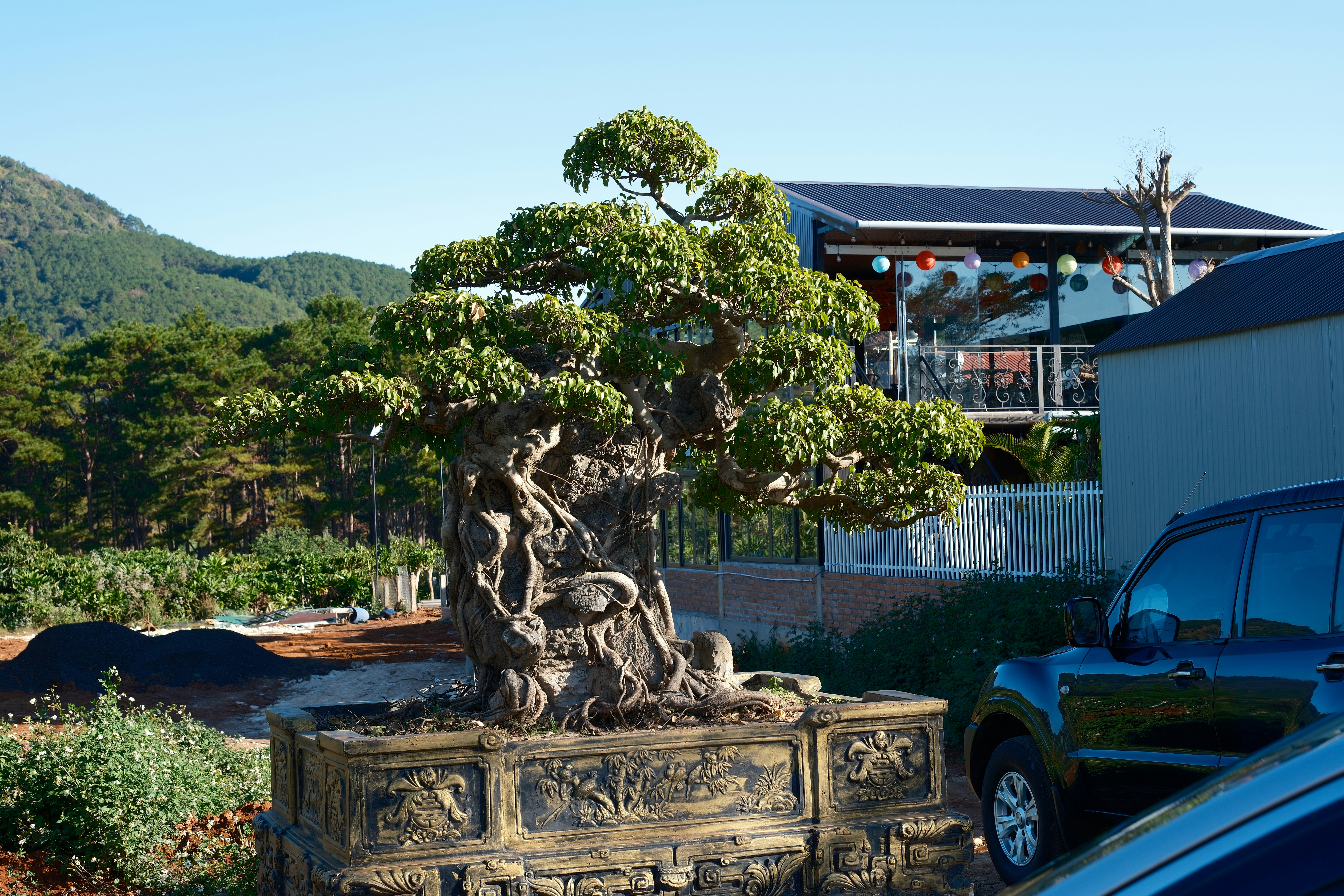 A bonsai tree sits in front of a building.