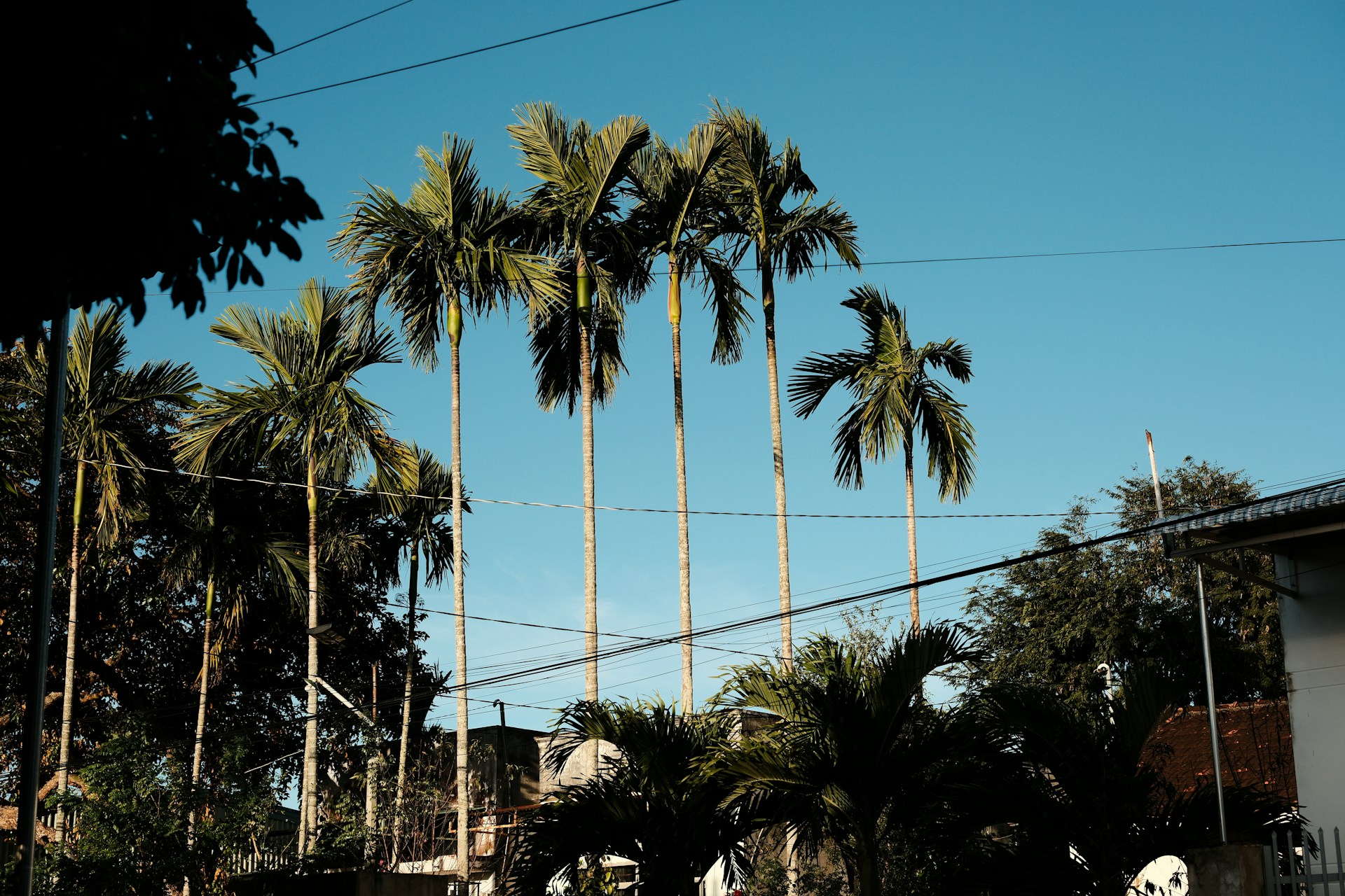 Palm trees reach towards a bright, blue sky.